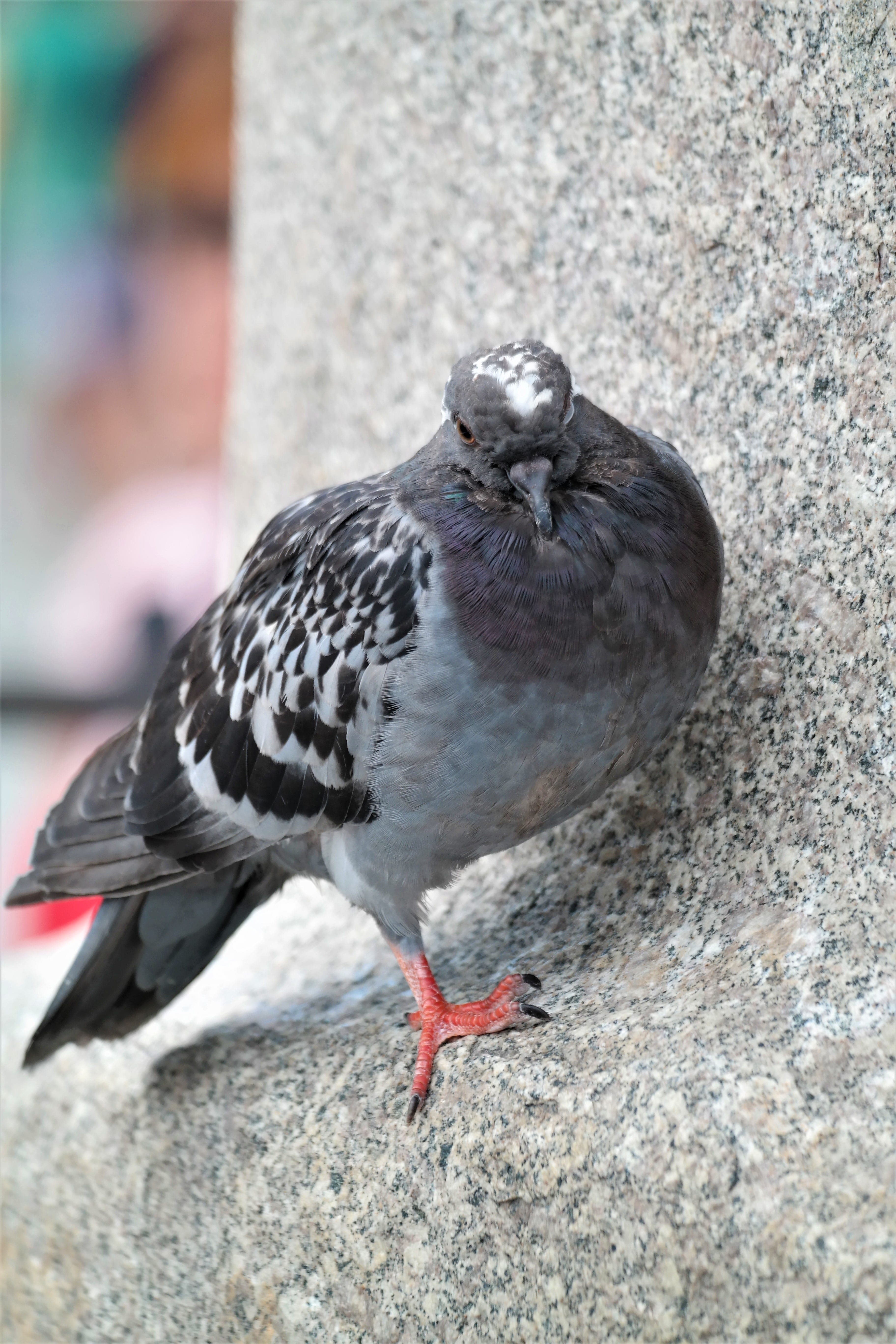 vertebrate, sleep, animal wildlife, nature, wall - building feature, close-up, dove, day, perching, rock, animals in the wild, one animal, animal, bird, Phone HD Wallpaper