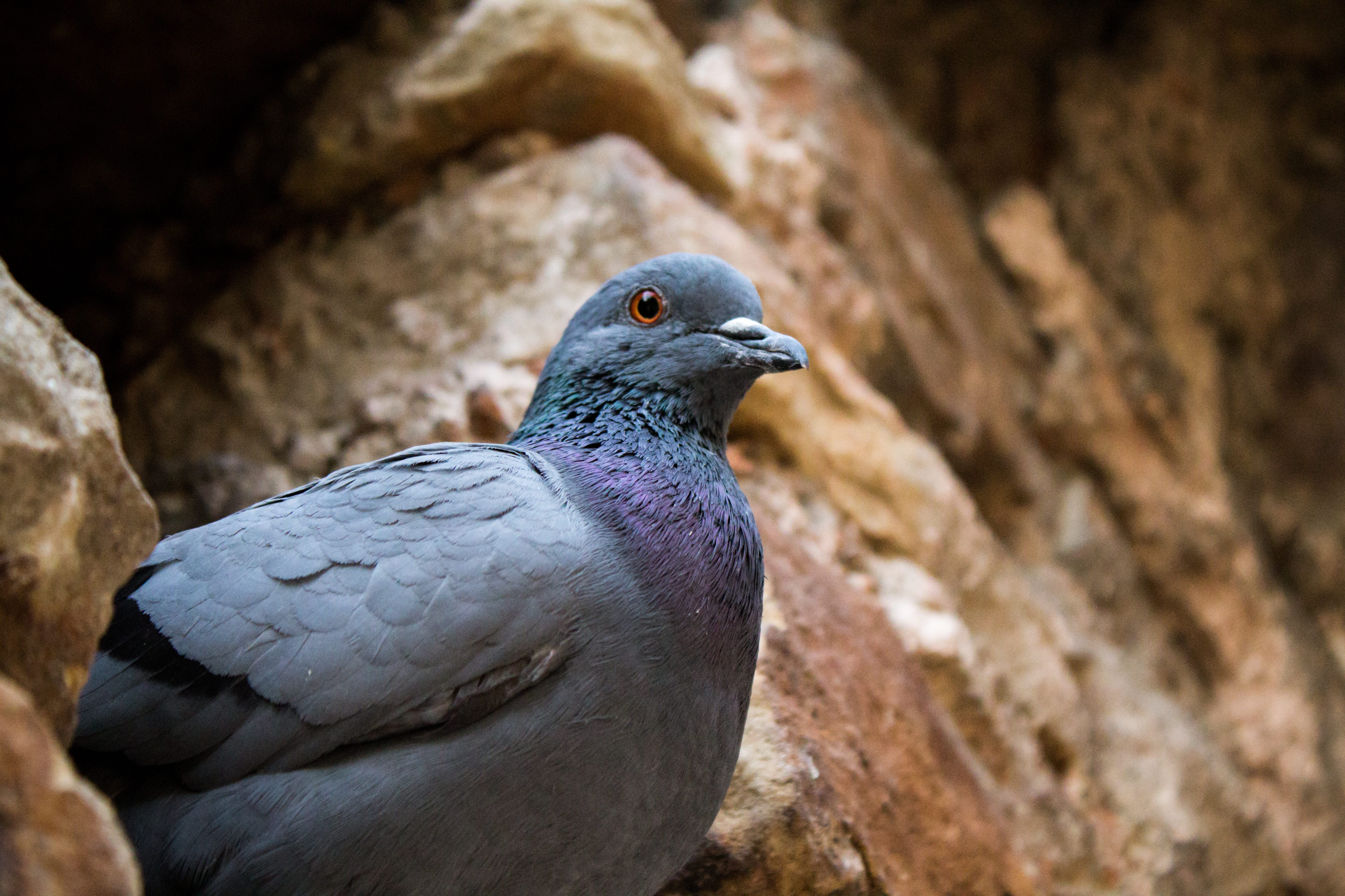 animal wildlife, zoology, looking, Bird, close-up, animals in the wild, pigeon, day, rock, Pigeon, nature, Photography, outdoors, vertebrate, one animal, HD Wallpaper