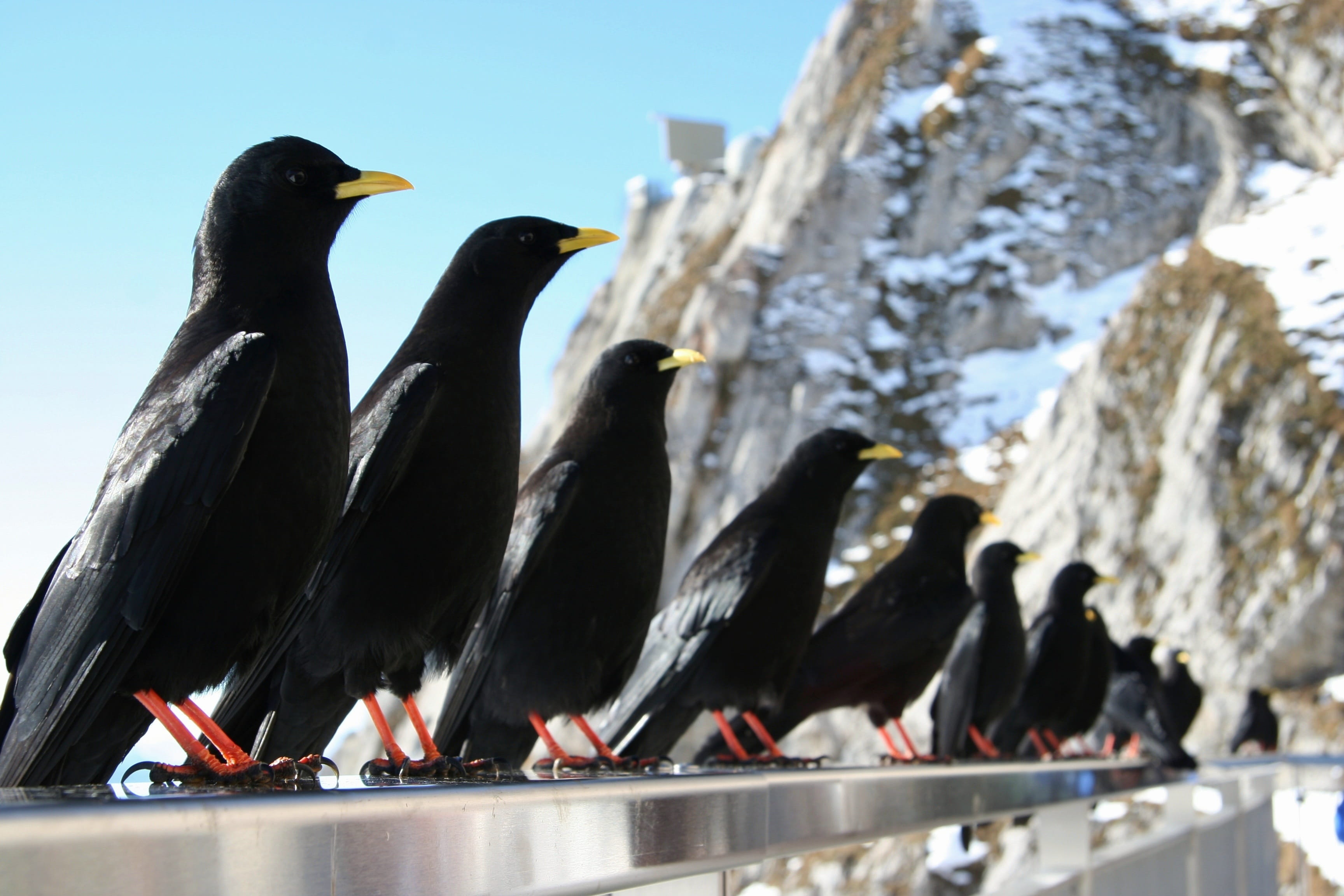 Fauna, animals And Pets, Birds, animal themes, solid, bird, day, black, outdoors, pigeon, perching, animals in the wild, Government, focus on foreground, HD Wallpaper