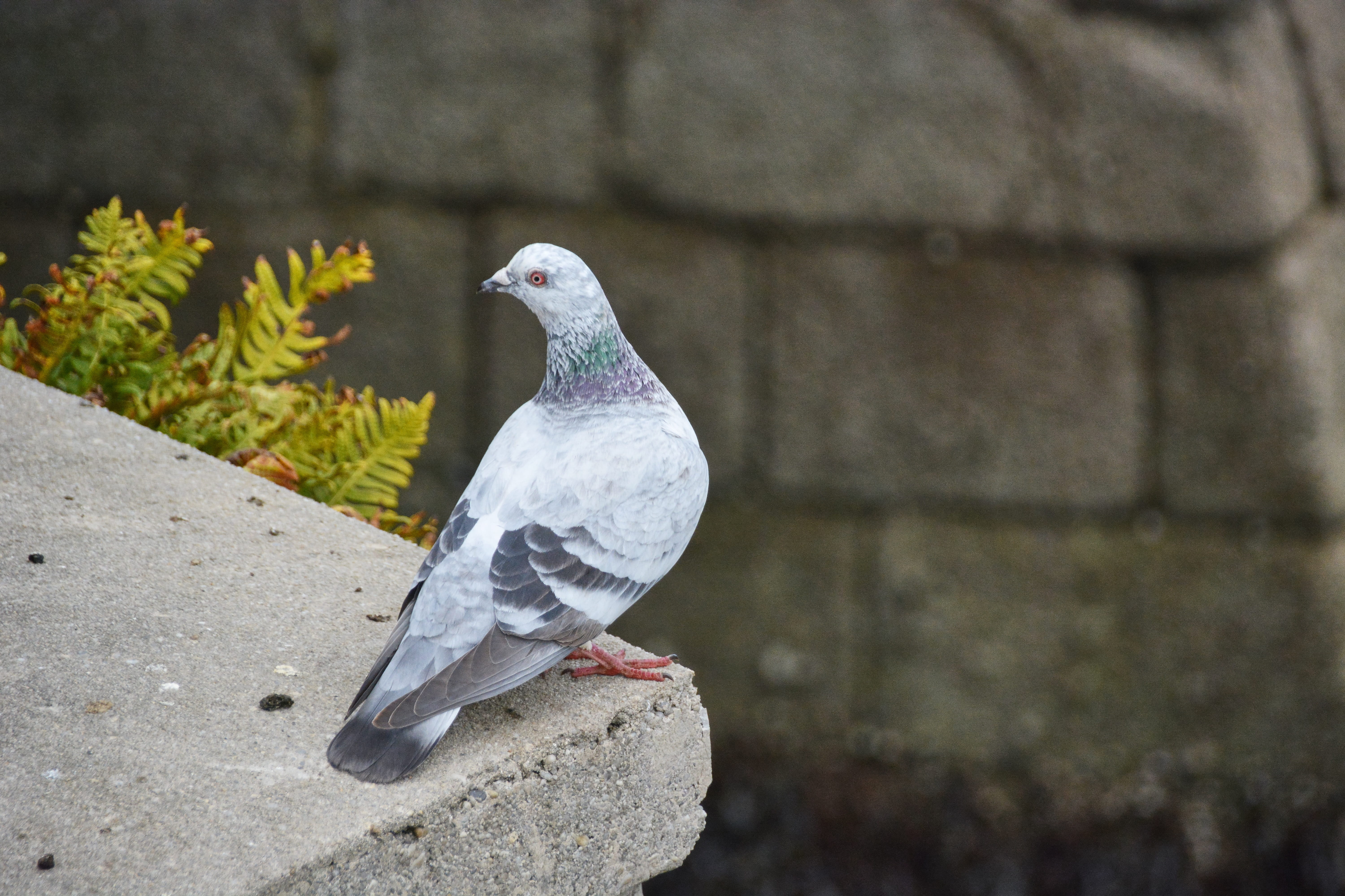 animal wildlife, Animal, wall - building feature, animal themes, nature, outdoors, plumage, ornithology, beak, rock - object, wildlife bird, no people, HD Wallpaper