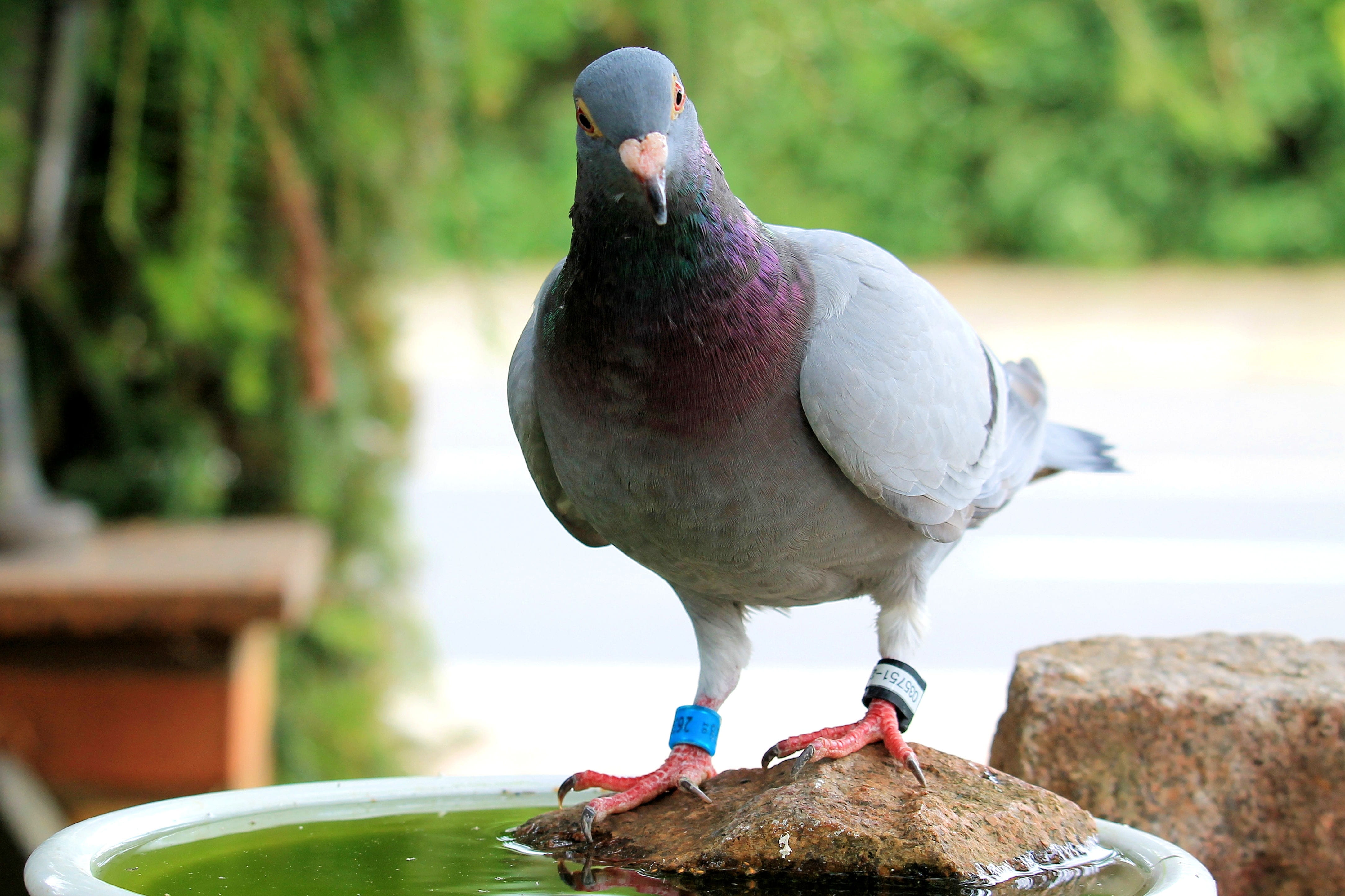 animal wildlife, perching, rock, day, focus on foreground, no people, Feather, rock - object, solid, pigeon, Animal, animal themes, bird, one animal, water, HD Wallpaper