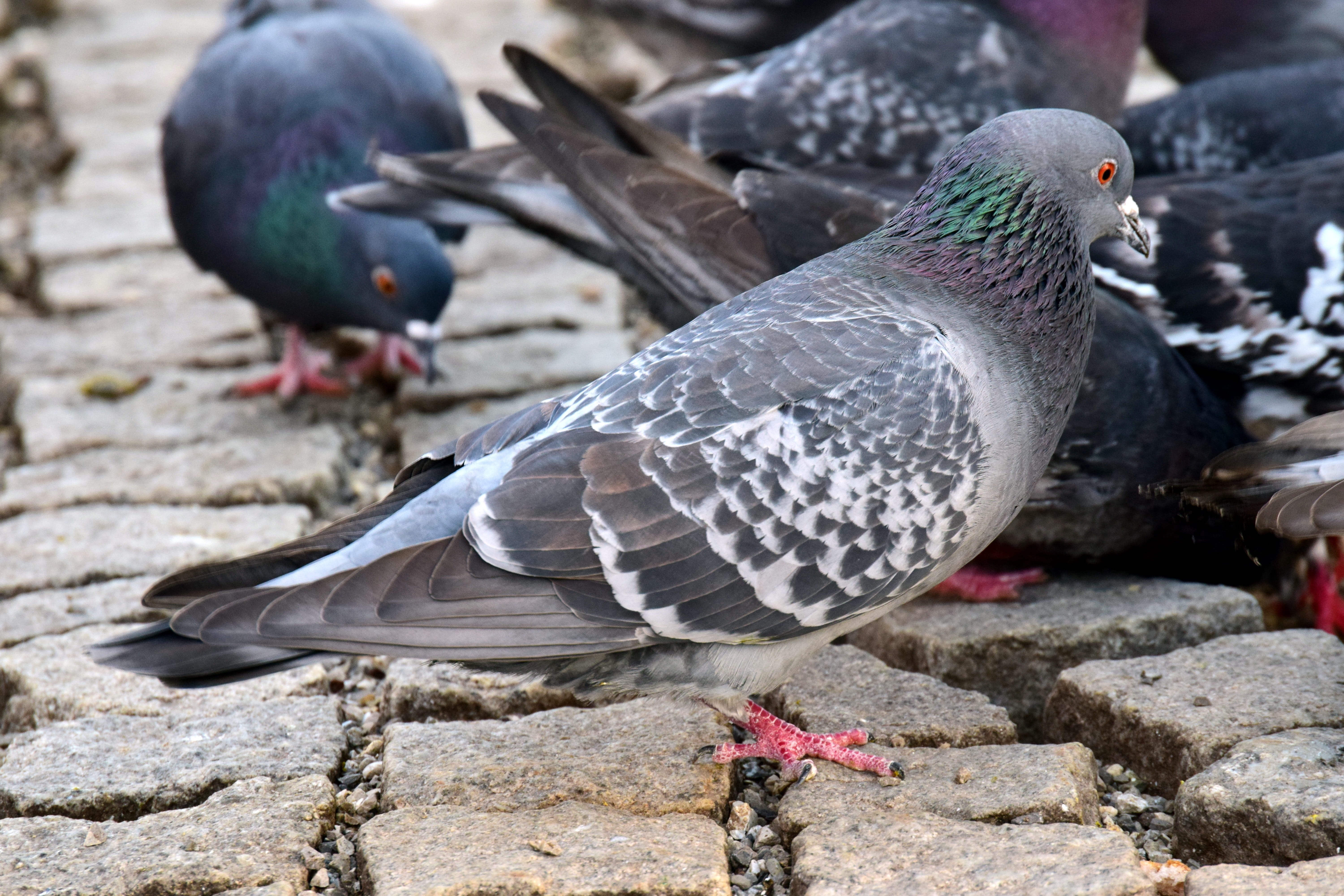 animal themes, outdoors, animals in the wild, rock - object, pigeon, 5K, duck, no people, foraging, historic center, search, solid, two animals, nature, HD Wallpaper