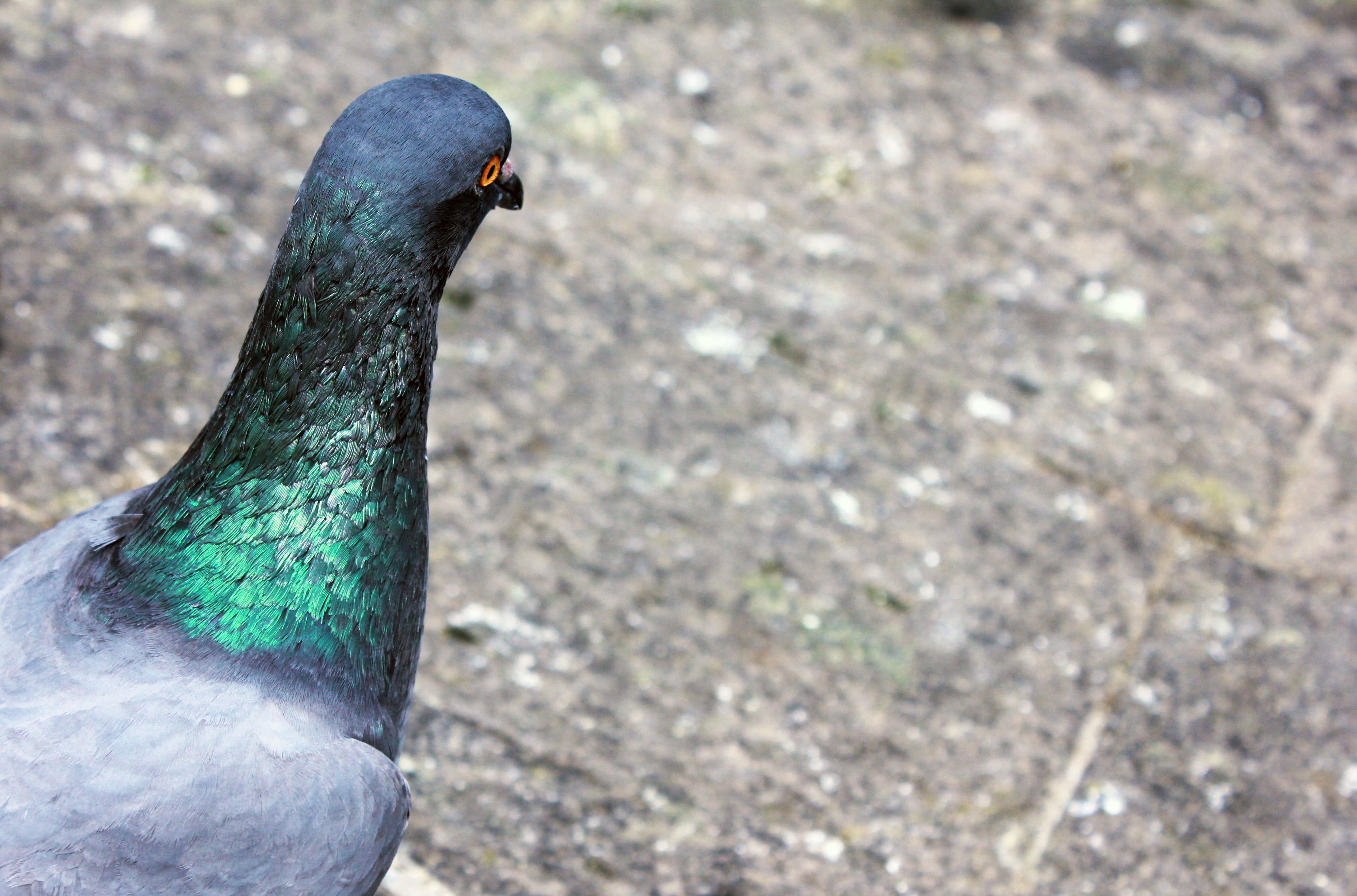 focus on foreground, neck, field, bird, rock pigeon, no people, day, columba livia, nature, color, iridiscent, pigeon, male animal, animal head, vertebrate, HD Wallpaper