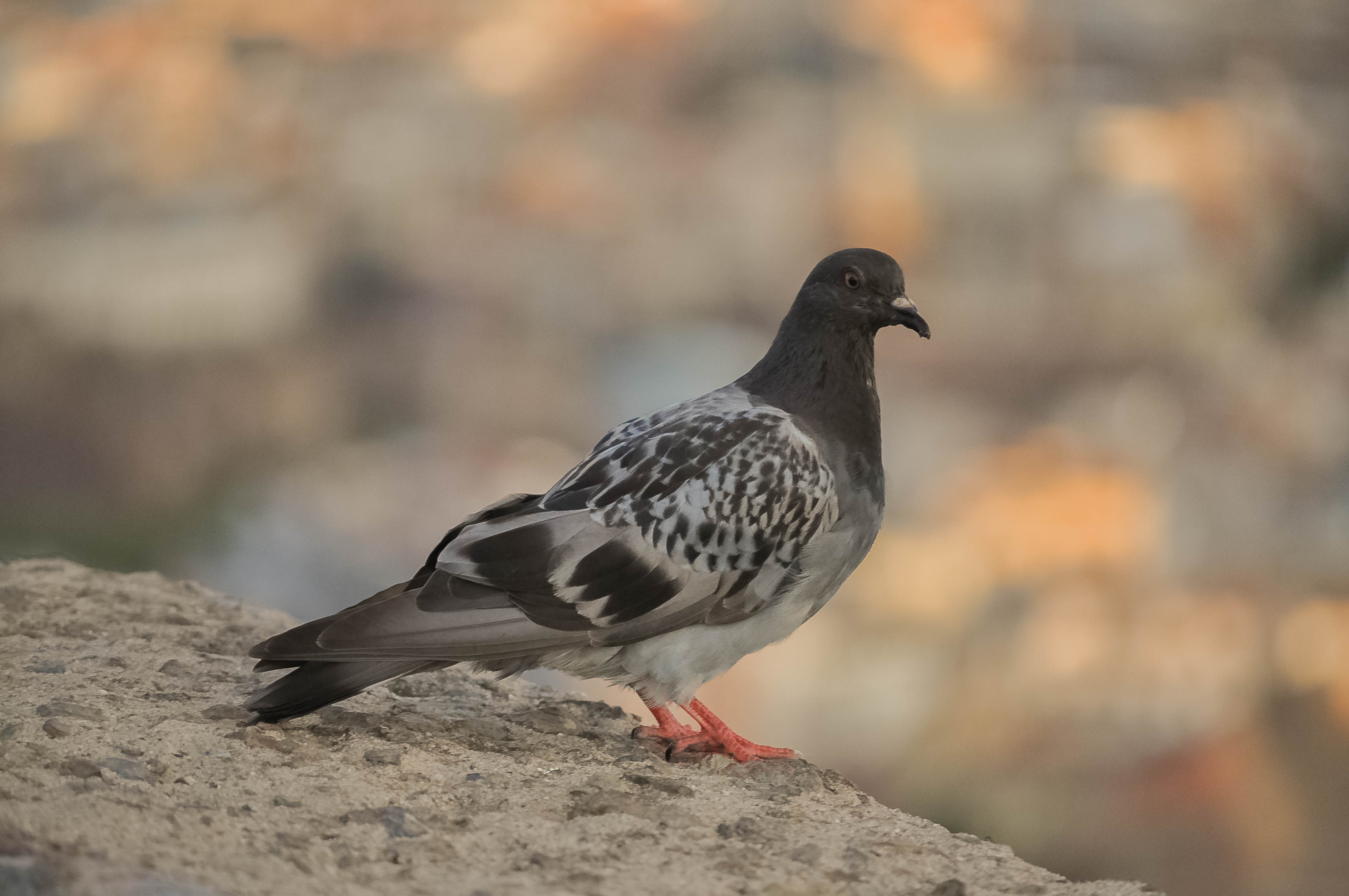 outdoors, animals, black color, day, 4K, animal, perching, one animal, animal wildlife, nature, spain, vertebrate, pigeon, dove, close-up, photo, full length, HD Wallpaper
