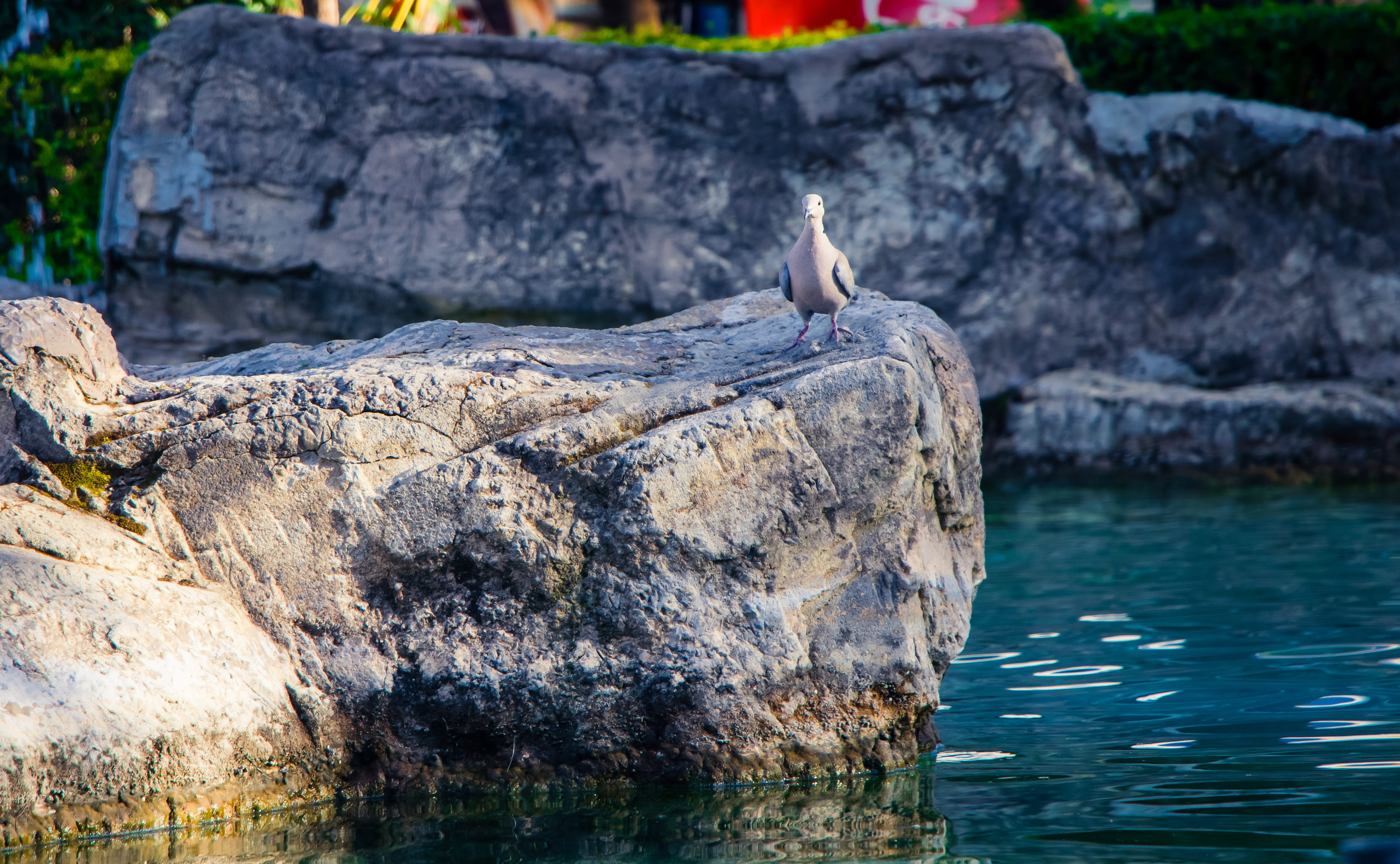 animals in the wild, bird, focus on foreground, water, nature, perching, stone, day, perch, gray, river, animal, rock, 4K, one animal, beach, vertebrate, HD Wallpaper