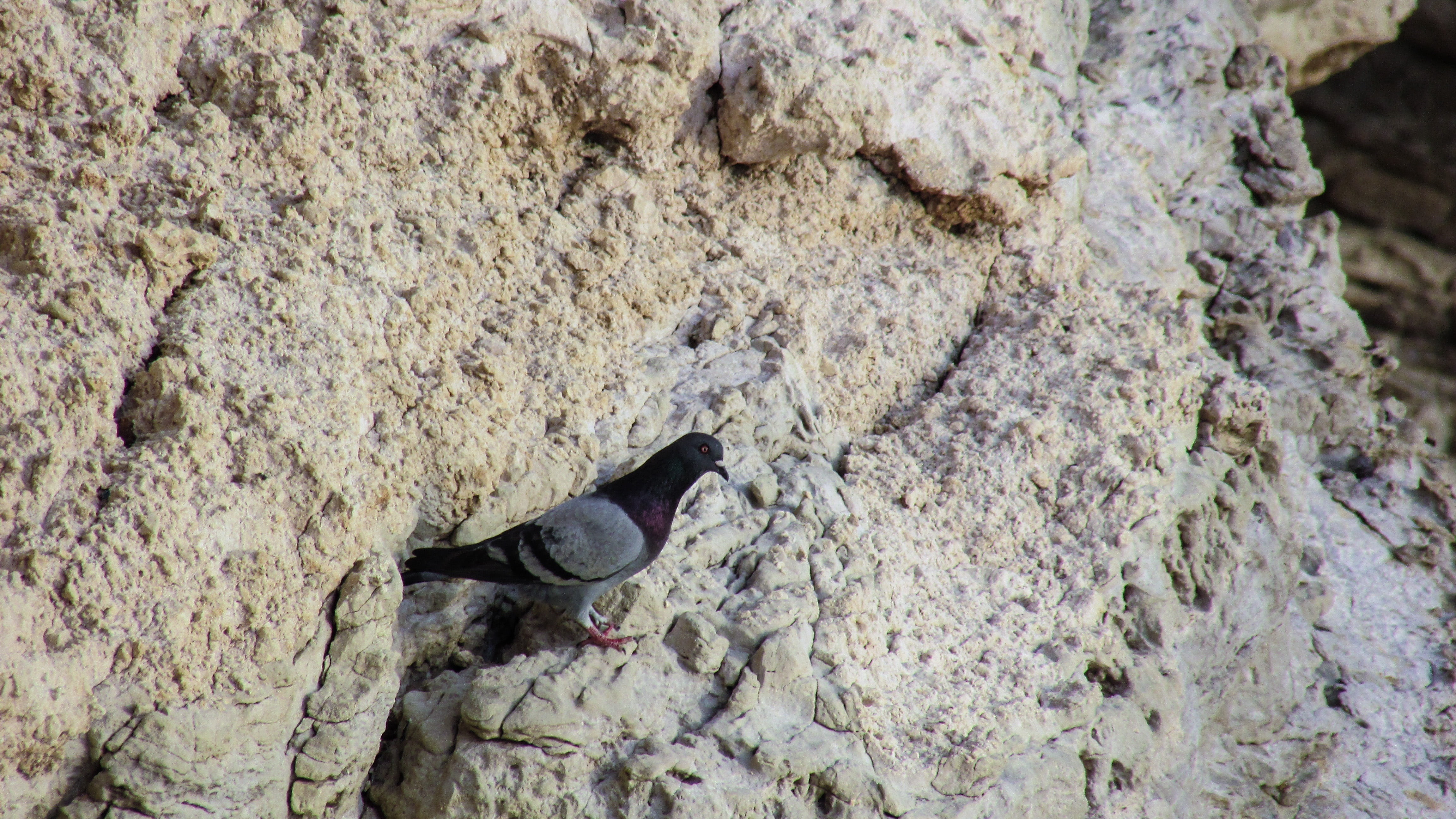 wildlife, cyprus, vertebrate, wild pigeon, rock, land, no people, rock - object, outdoors, solid, 4K, textured, rough, animal themes, animals in the wild, HD Wallpaper