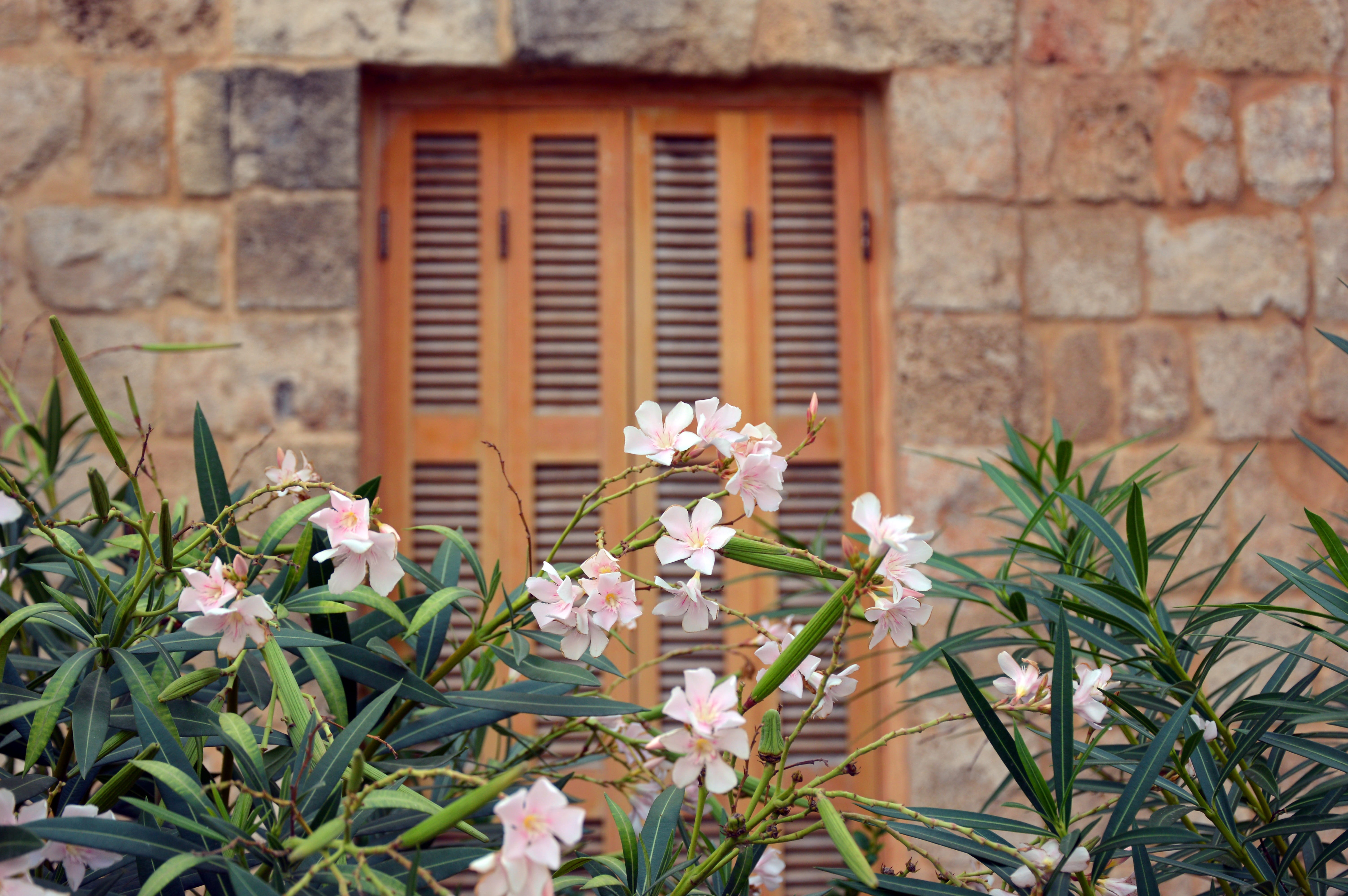 no people, growth, plant, wall, mediterranean, plant part, focus on foreground, 5K, background, brick, flower, outdoors, house, built structure, window, HD Wallpaper