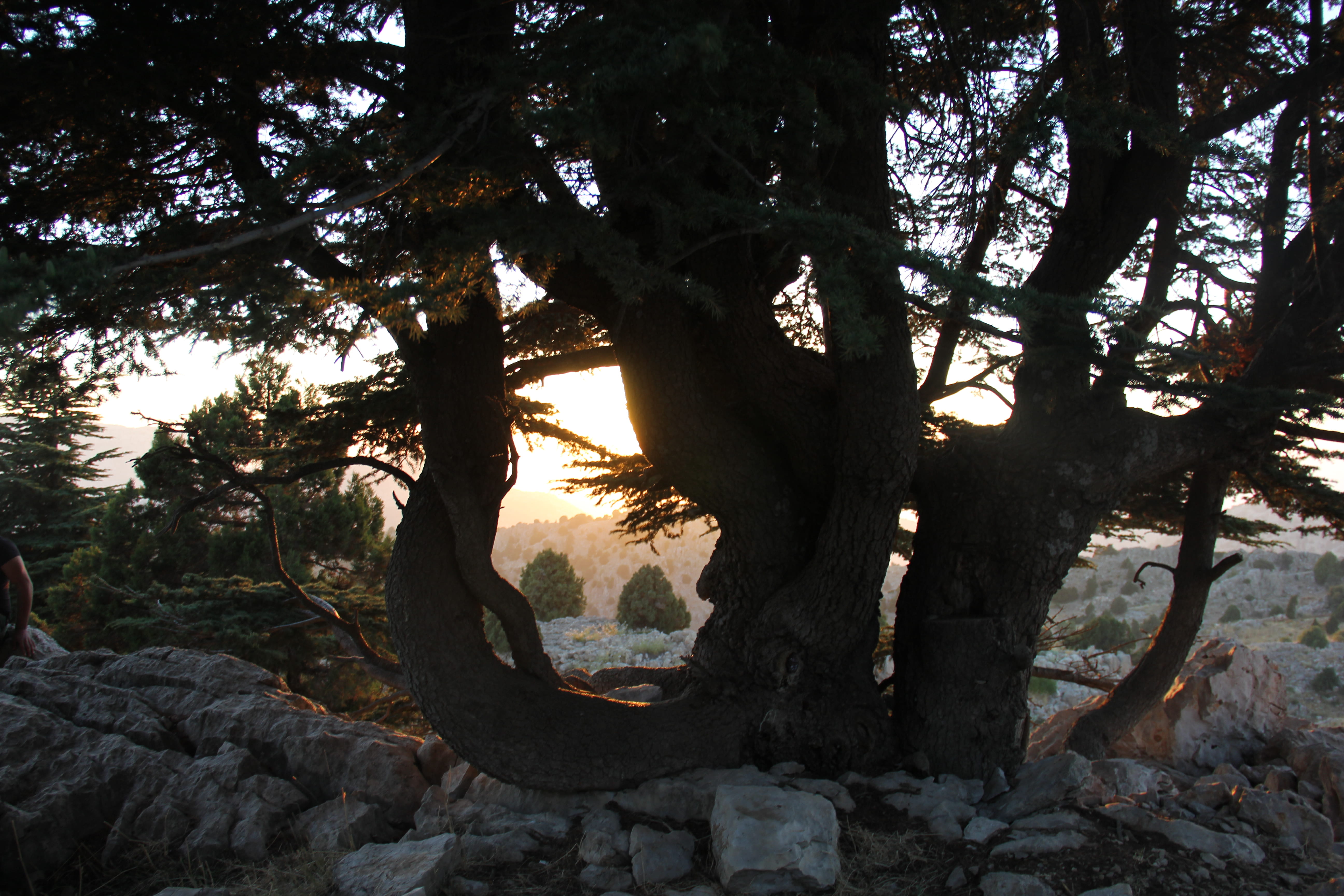 growth, 5K, outdoors, land, sunlight, tree, tranquil scene, rock, sky, nature, trunk, plant, sunset, lebanon, branch, scenics - nature, tree trunk, no people, HD Wallpaper