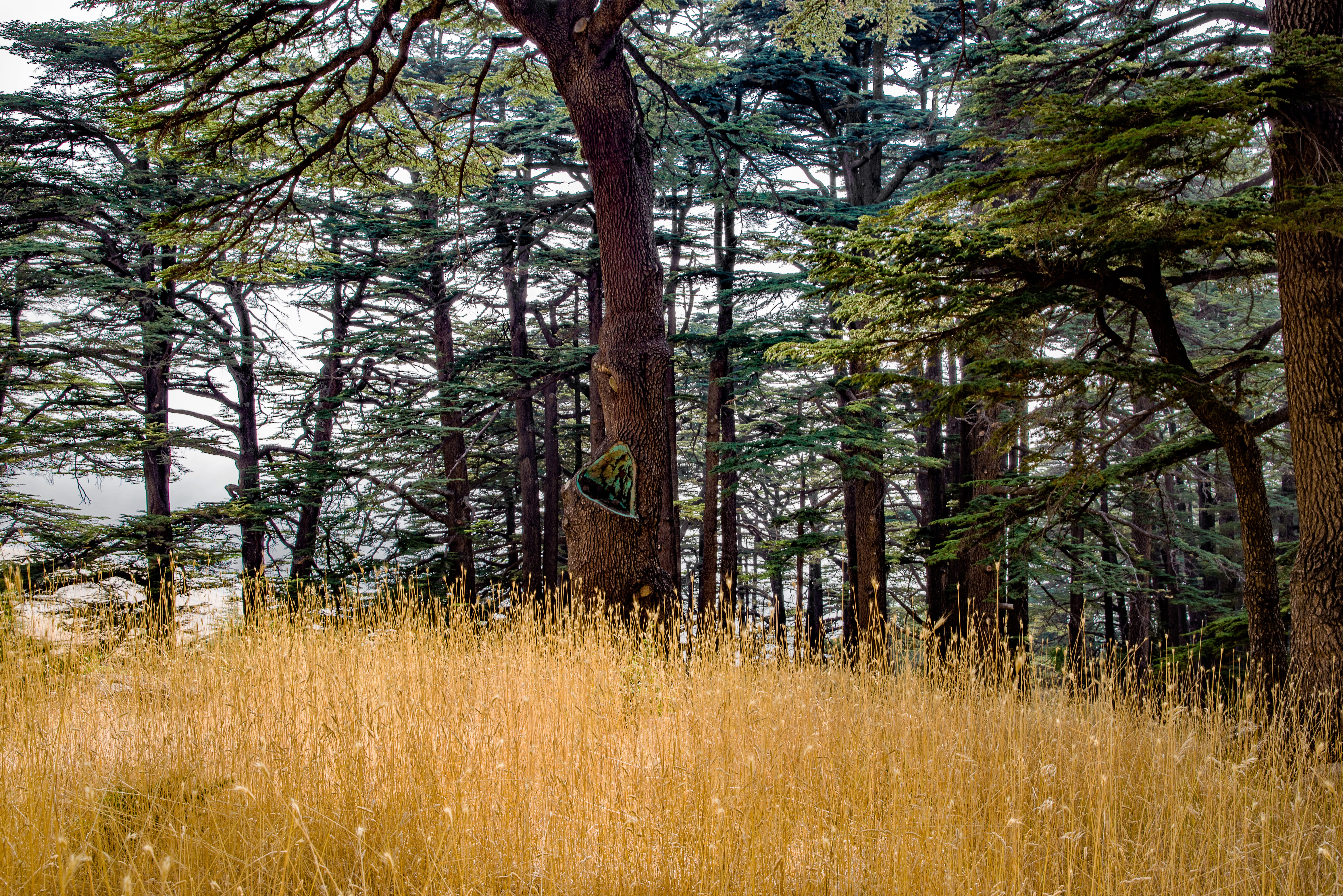 tree, field, tranquility, nature, 5K, day, pine woodland, coniferous tree, no people, growth, land, landscape, grass, outdoors, lebanon, plant, conifer, HD Wallpaper