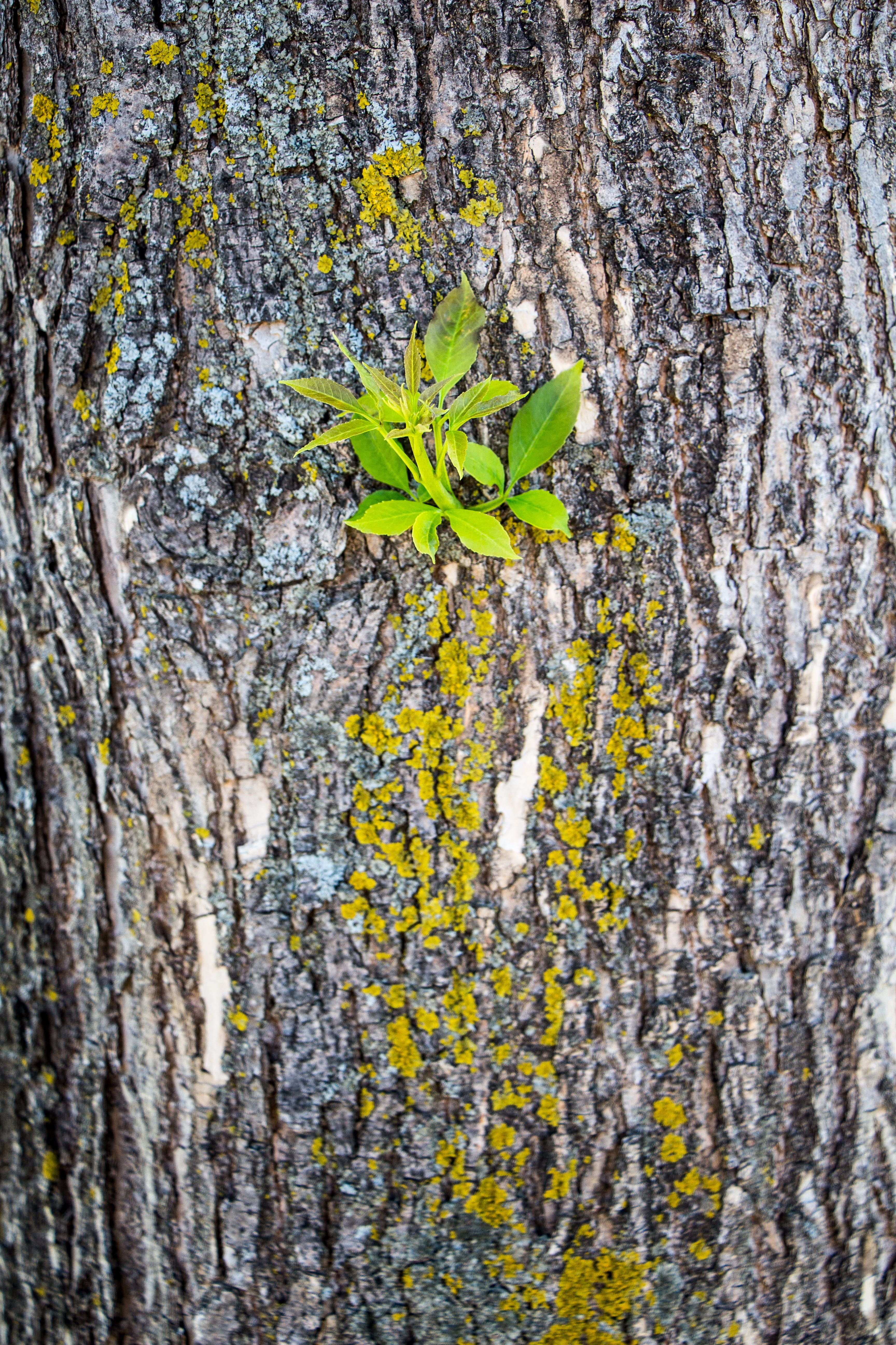 textured, close-up, plant, outdoors, flower, branch, maple, Bark, tree, green, North, Growth, color, tree trunk, trunk, golden, Tree, farming, environment, Phone HD Wallpaper