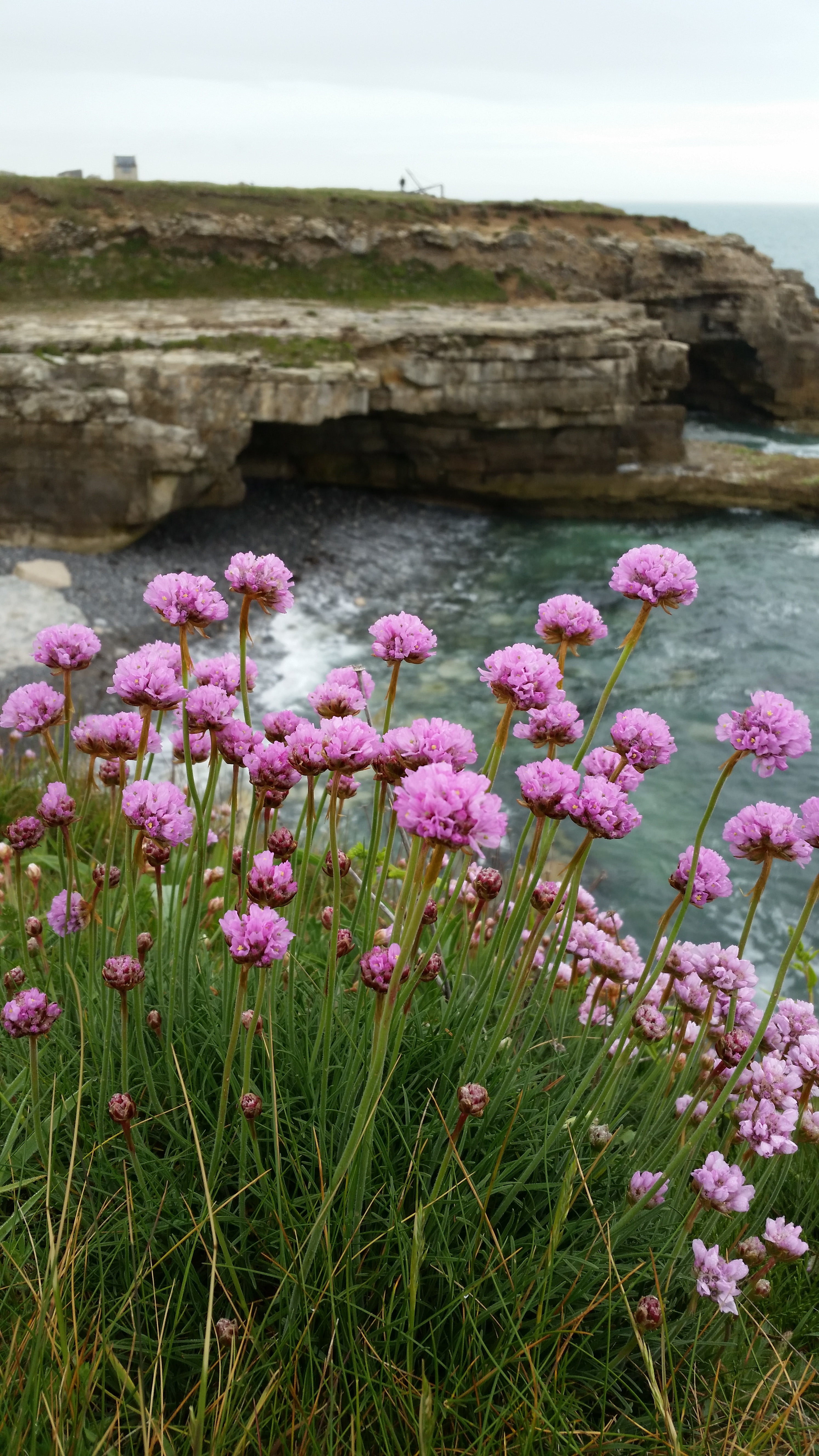 flowering plant, shore, no people, clifftop, flower, freshness, rocks, 5K, beauty in nature, dorset, summer, growth, british, water, land, seaside, sky, Phone HD Wallpaper