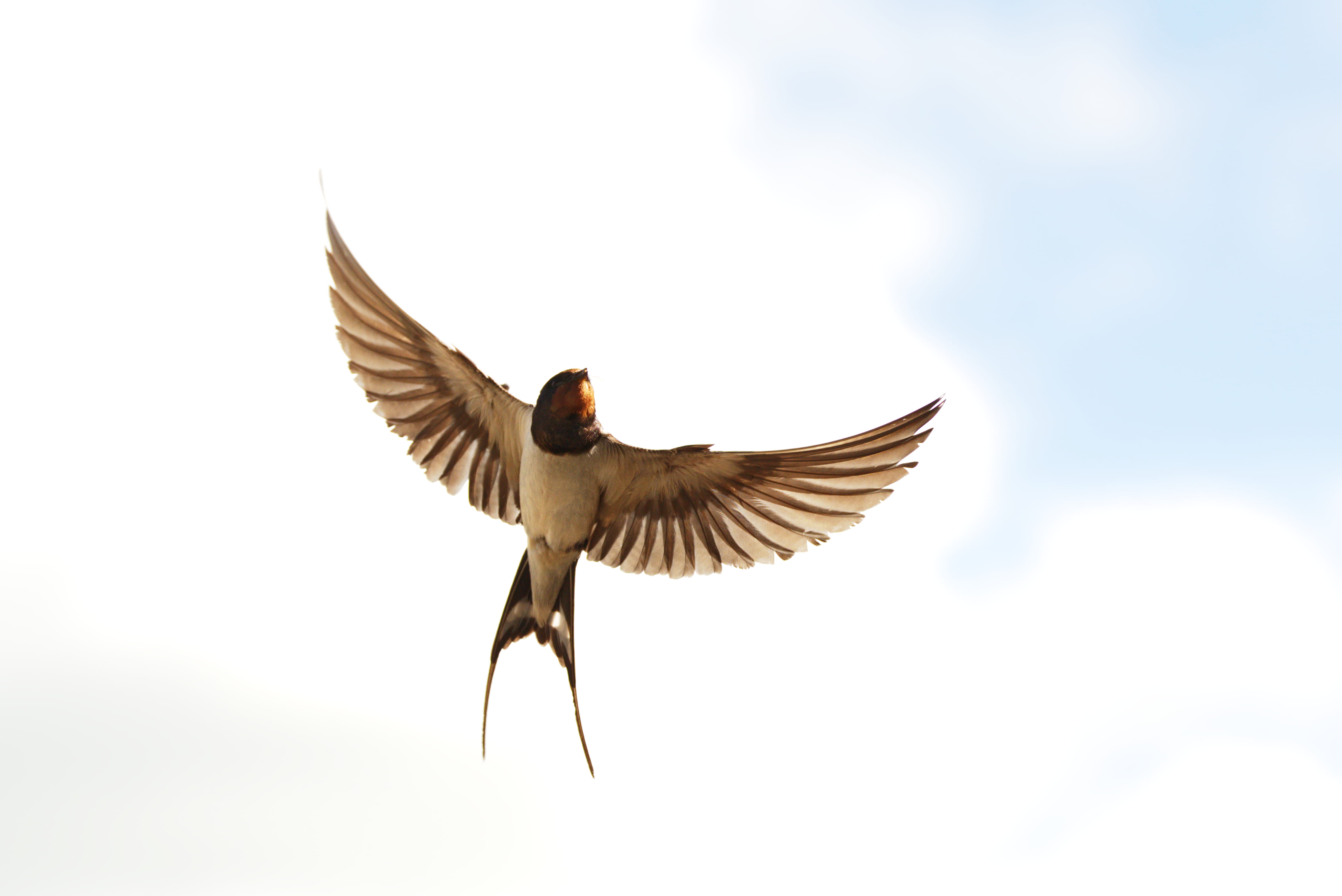 animal themes, day, united kingdom, soar, bird, full length, flight, outdoors, 4K, one animal, vertebrate, animal wildlife, sky, flapping, mid-air, animal, HD Wallpaper