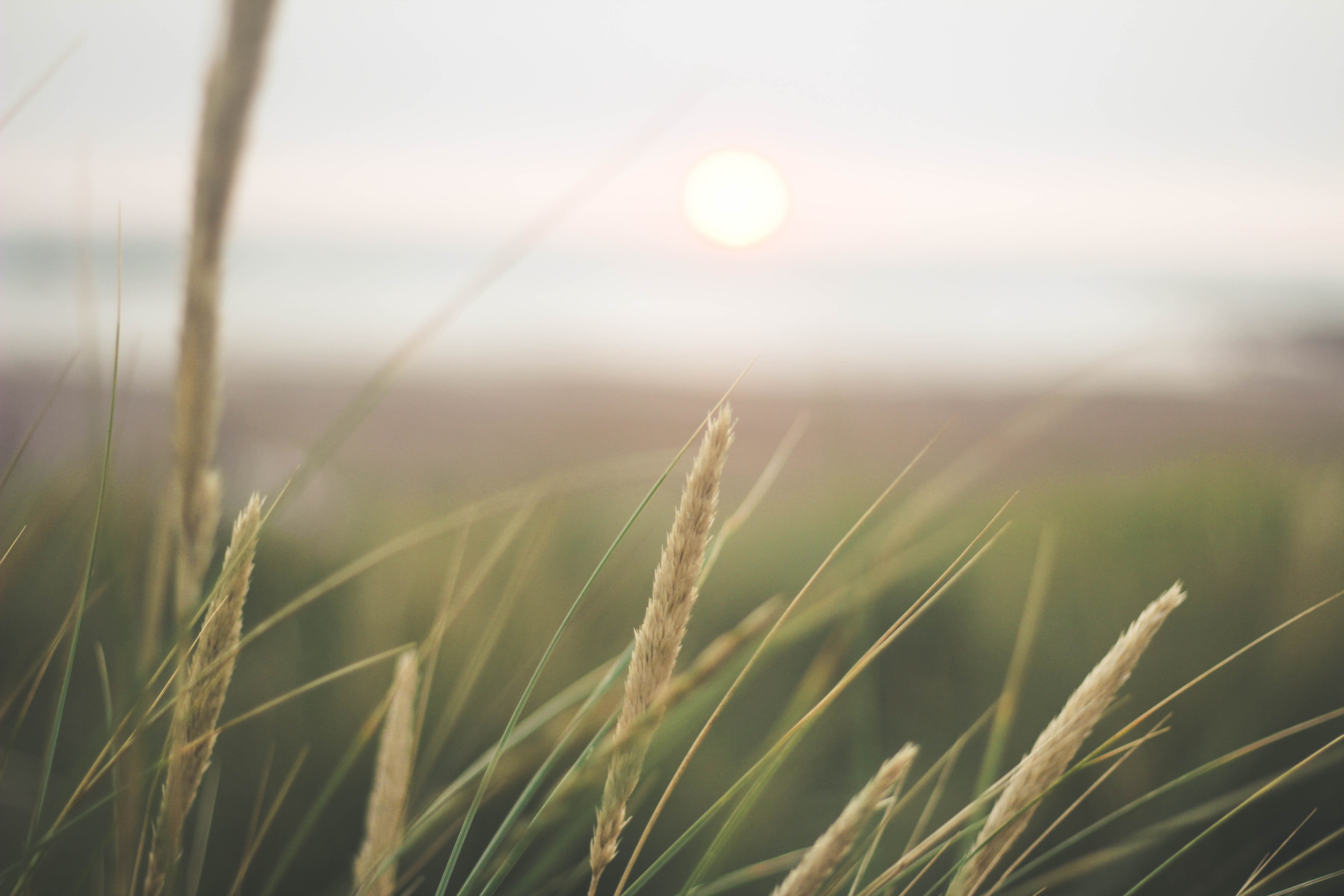 5K, sky, land, tranquil scene, sun, rural scene, lens flare, growth, tranquility, crop, landscape, outdoors, united kingdom, bude, environment, wheat, HD Wallpaper