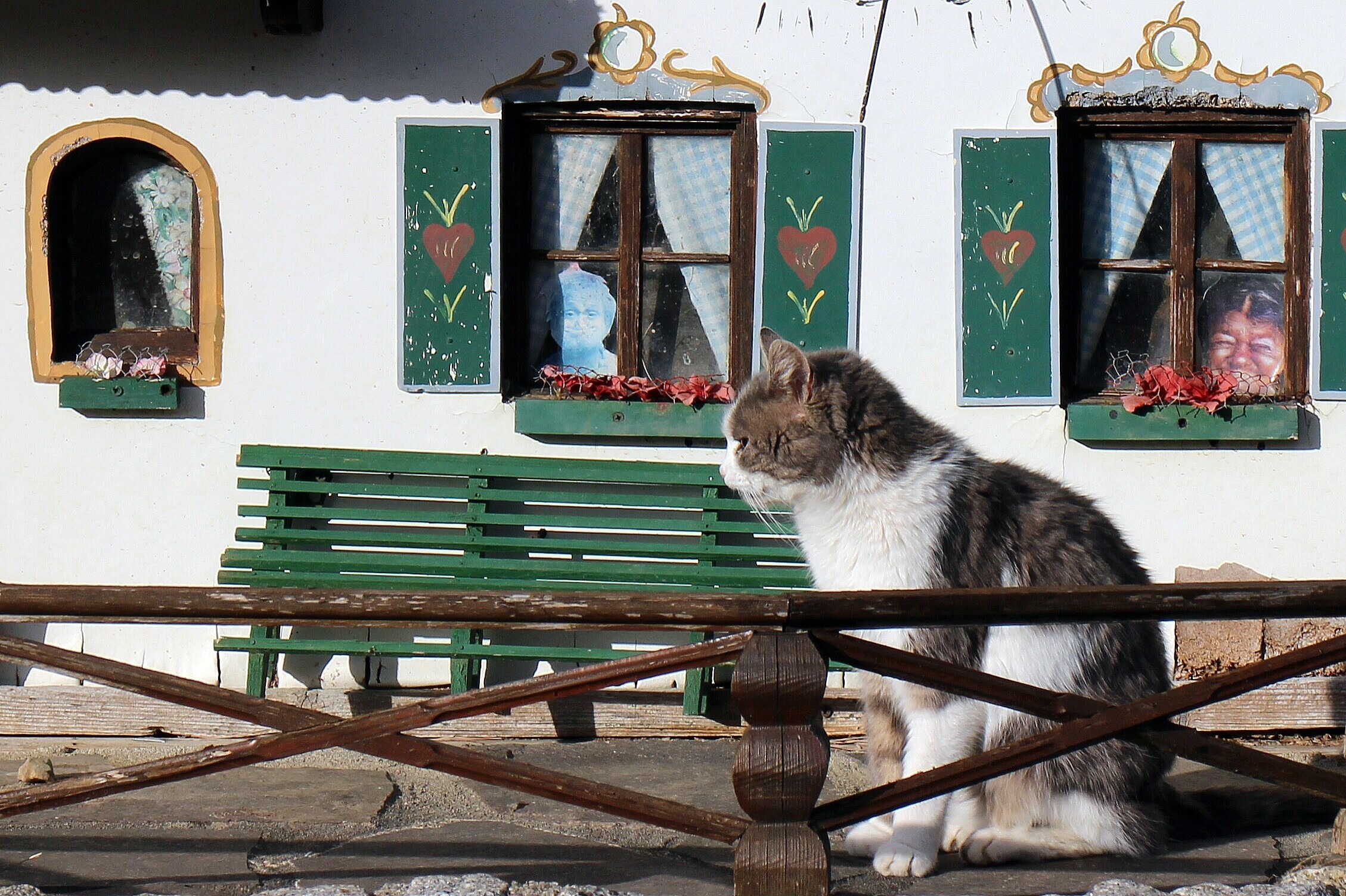 window, at home, home, animal, feline, bude, domicile, cat home, architecture, sitting, domestic cat, mammal, seat, cozy, table, vertebrate, animal themes, HD Wallpaper