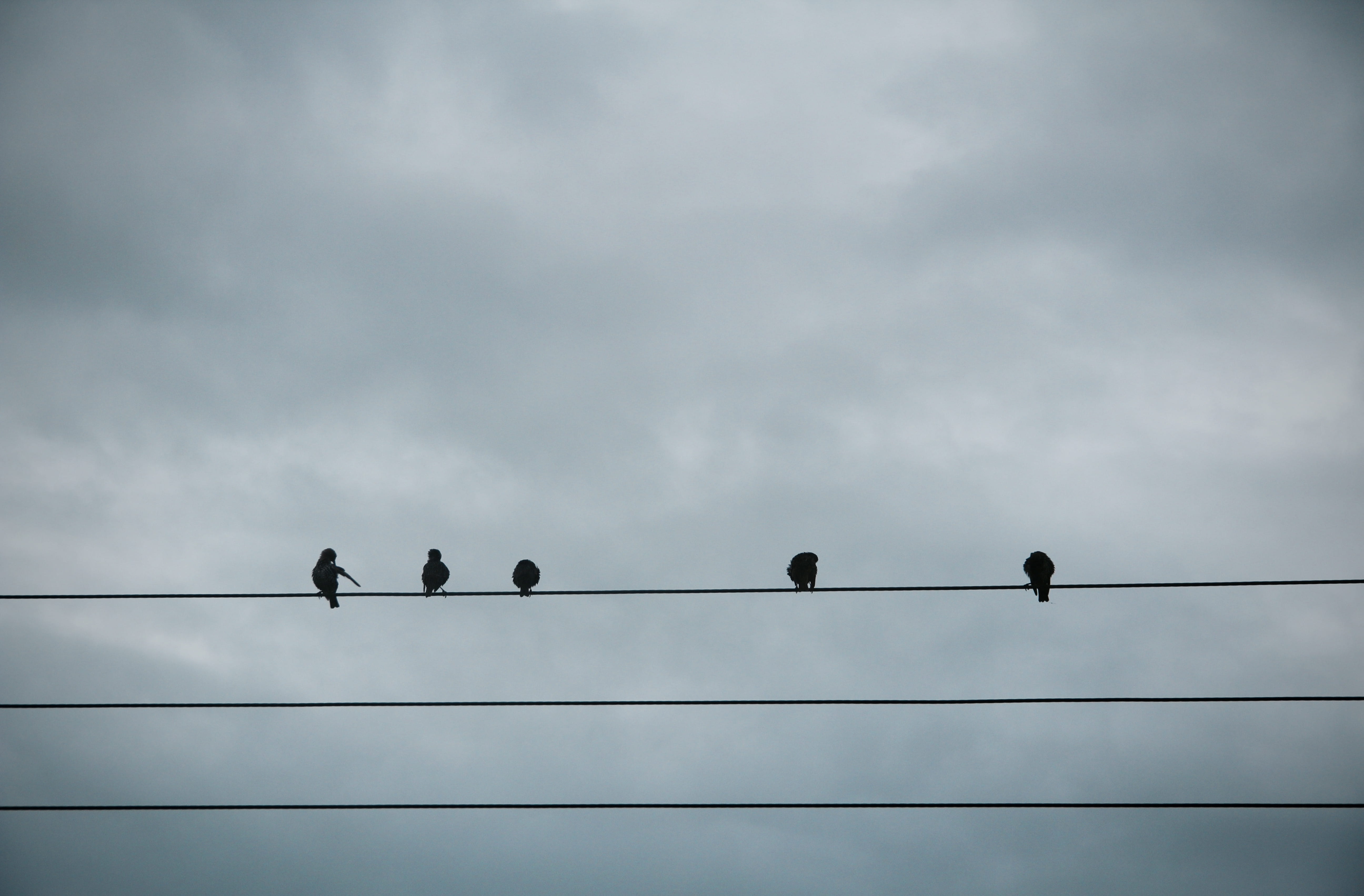 large group of animals, cloud - sky, connection, no people, cornwall, bude, silhouette, birds, telephone line, animal themes, animal wildlife, nature, animal, HD Wallpaper