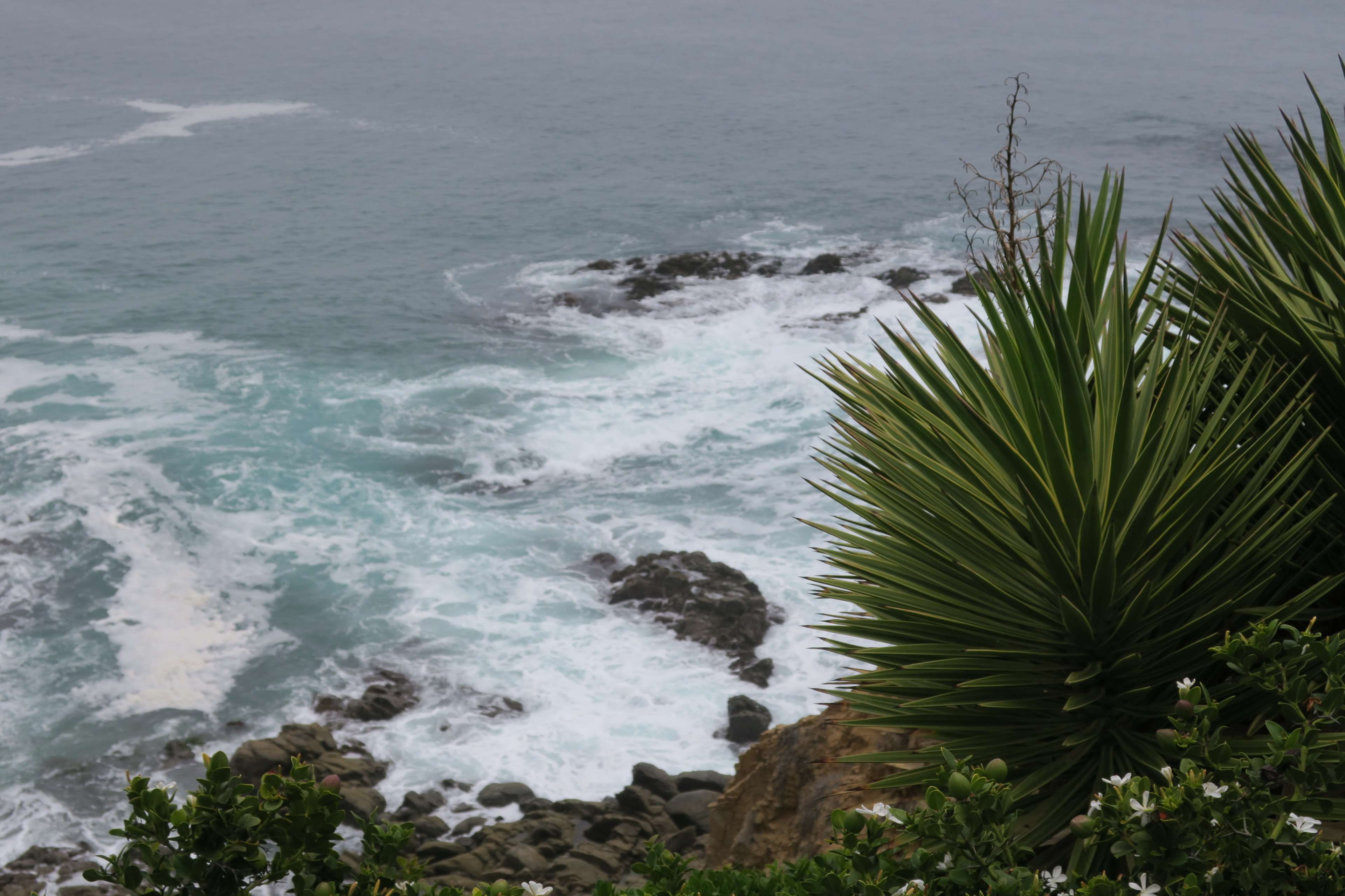 beauty in nature, no people, tranquility, tree, crescent bay, sport, sea, cliff coast, laguna beach, greenery, succulents, scenics - nature, overcast, palm, HD Wallpaper