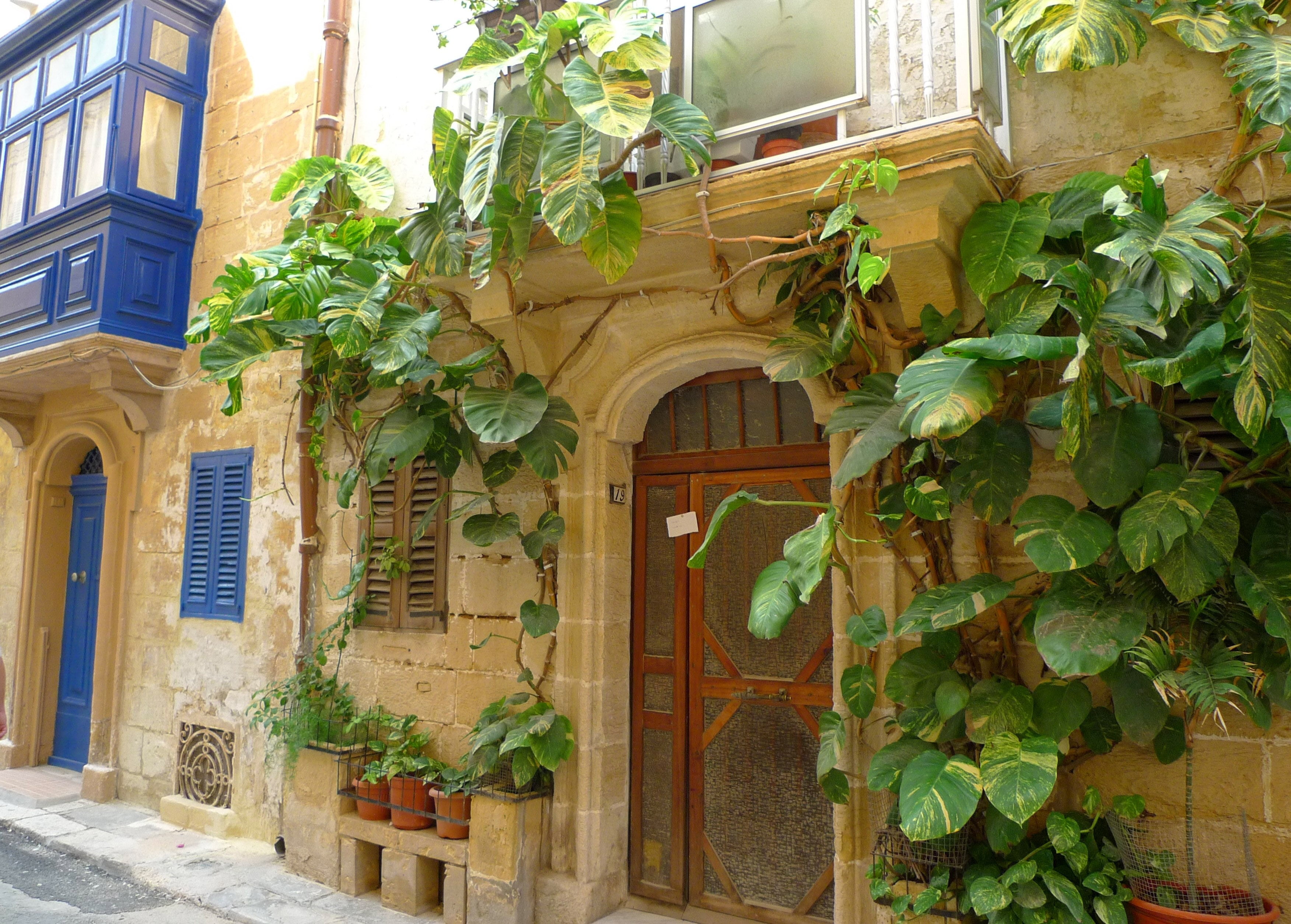 ivy, home front, malta, exotic, architecture, idyll, building, no people, history, facade, green color, nature, mediterranean, climber, residential district, HD Wallpaper