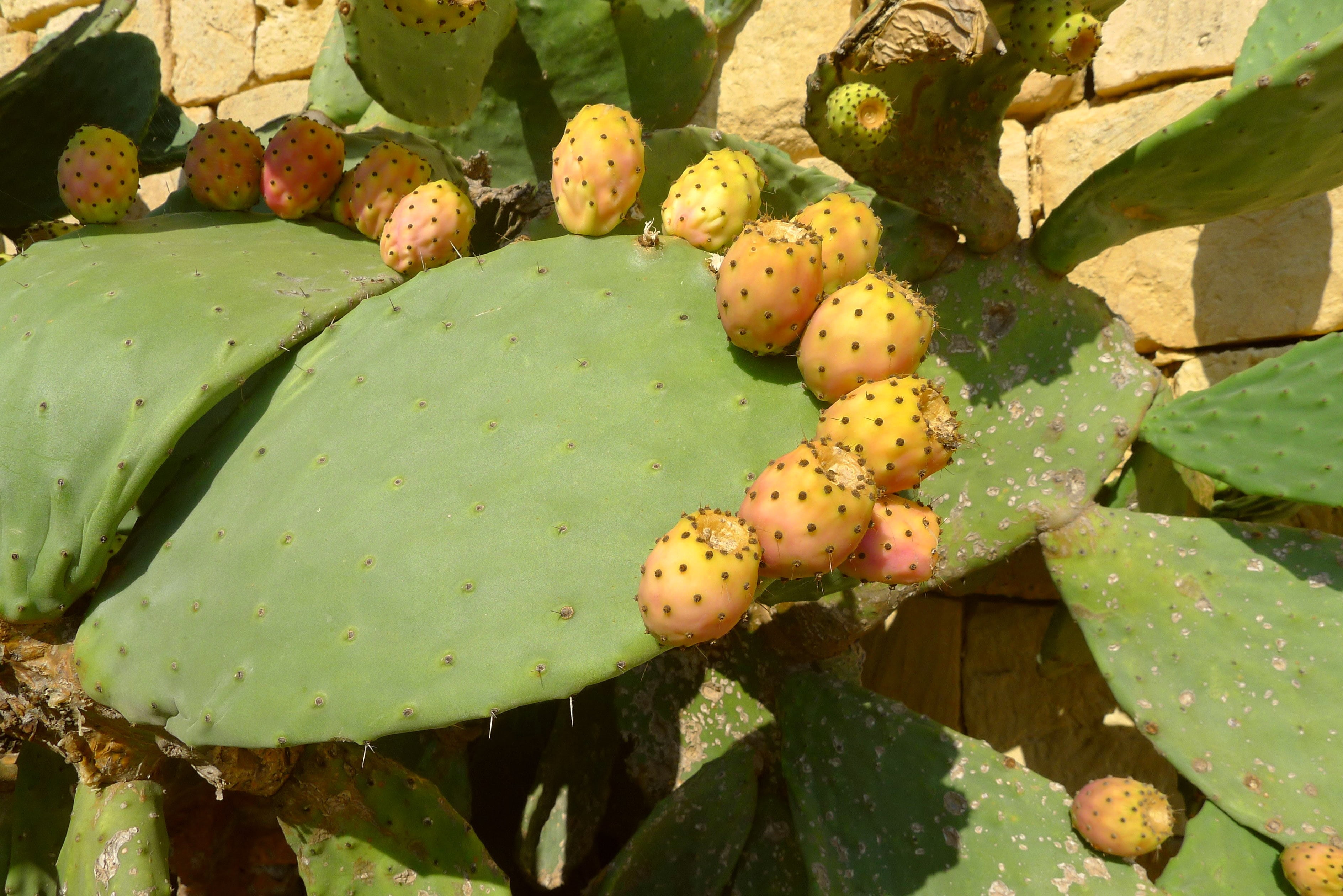plant, valletta, exotic, prickly pear, high angle view, succulent plant, outdoors, thorn, sunlight, green color, gozo, mediterranean, beauty in nature, HD Wallpaper