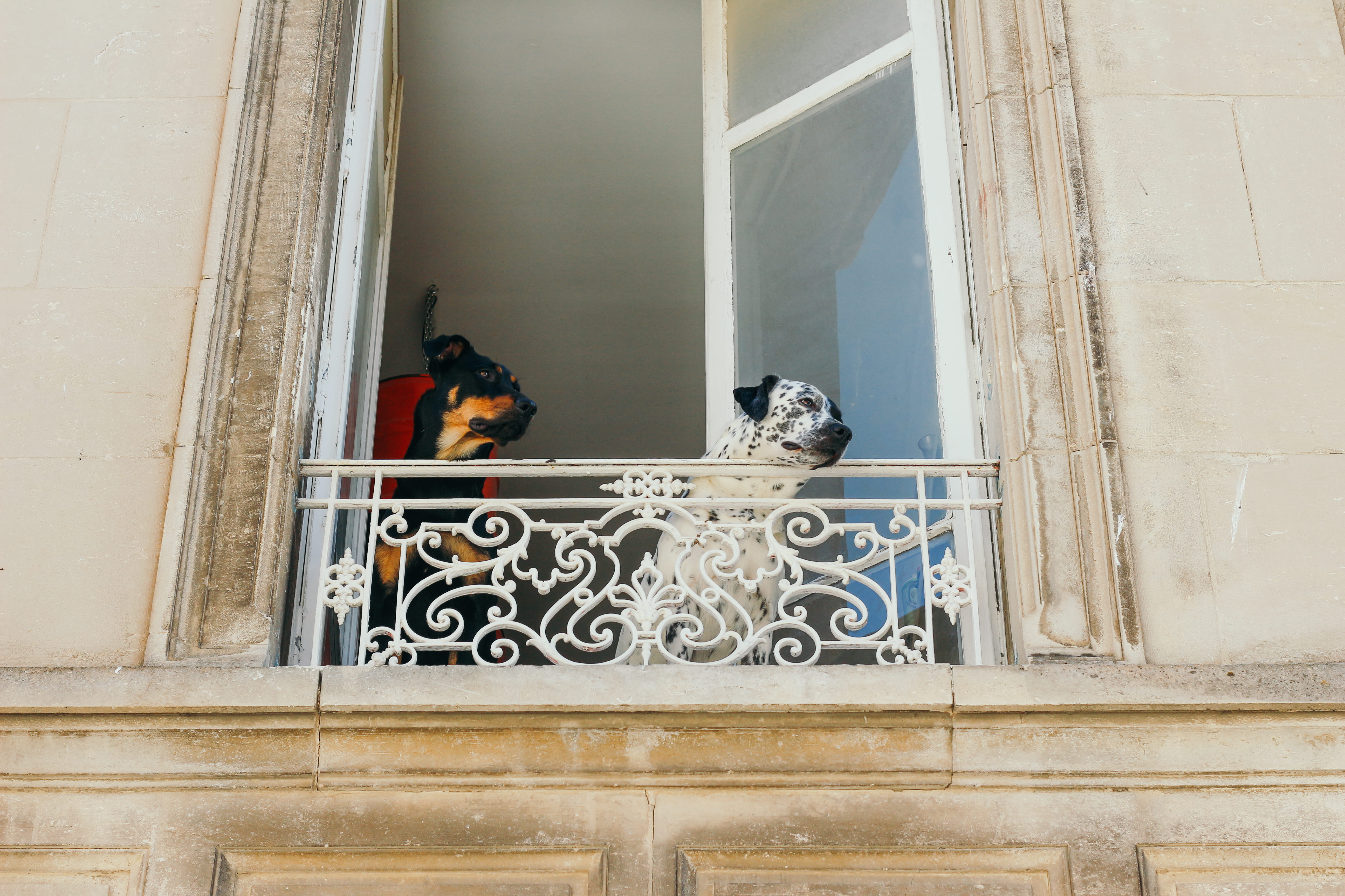 low angle view, antik, day, photo, adult, outdoors, animal themes, domestic, representation, frenche, railing, vacation, building exterior, dogs, dalmatian, HD Wallpaper