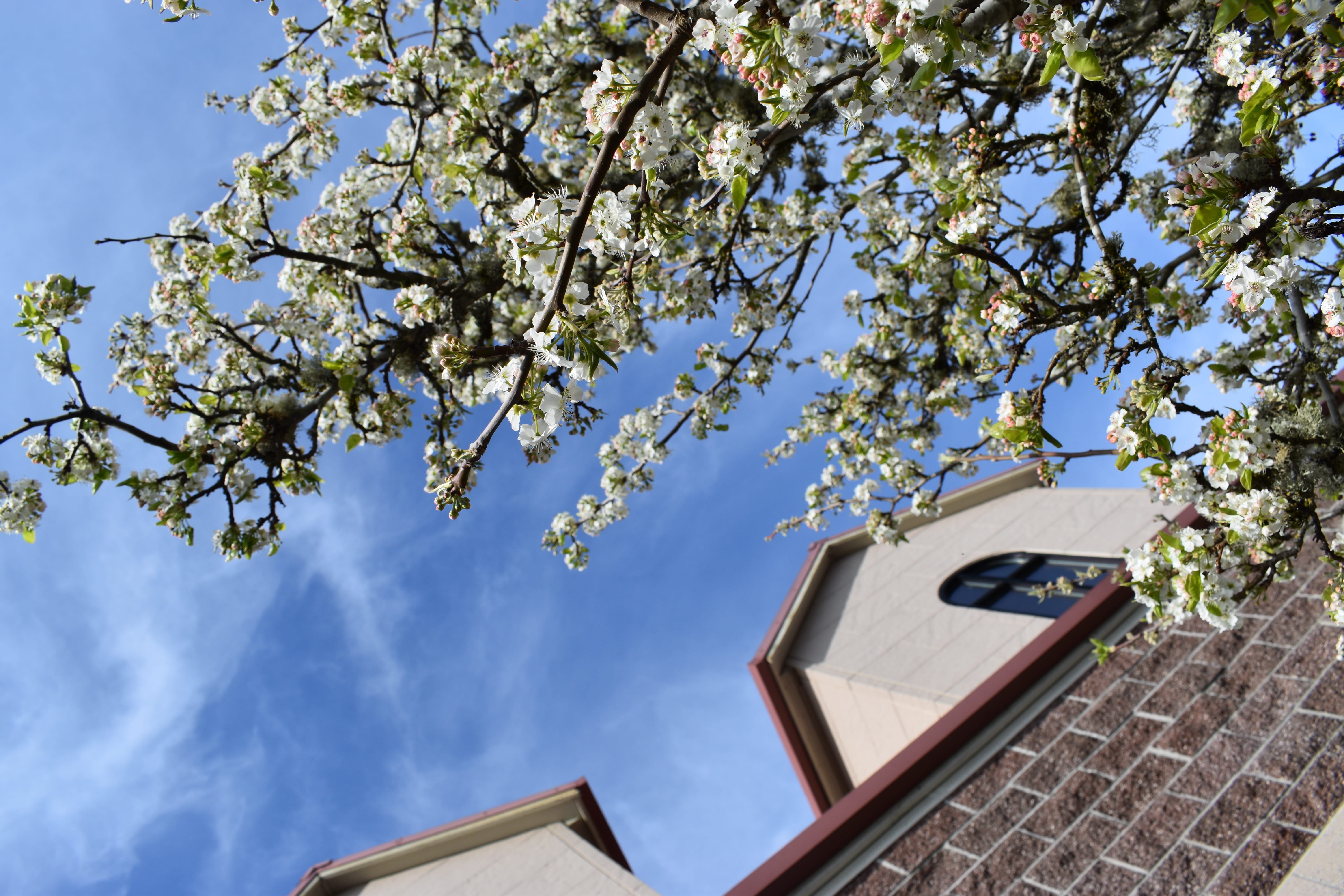 growth, flowering plant, azure sky, cherry blossom, plant, nature, tree trunk, cherry tree, abies, built structure, sky, flower, window, building exterior, HD Wallpaper