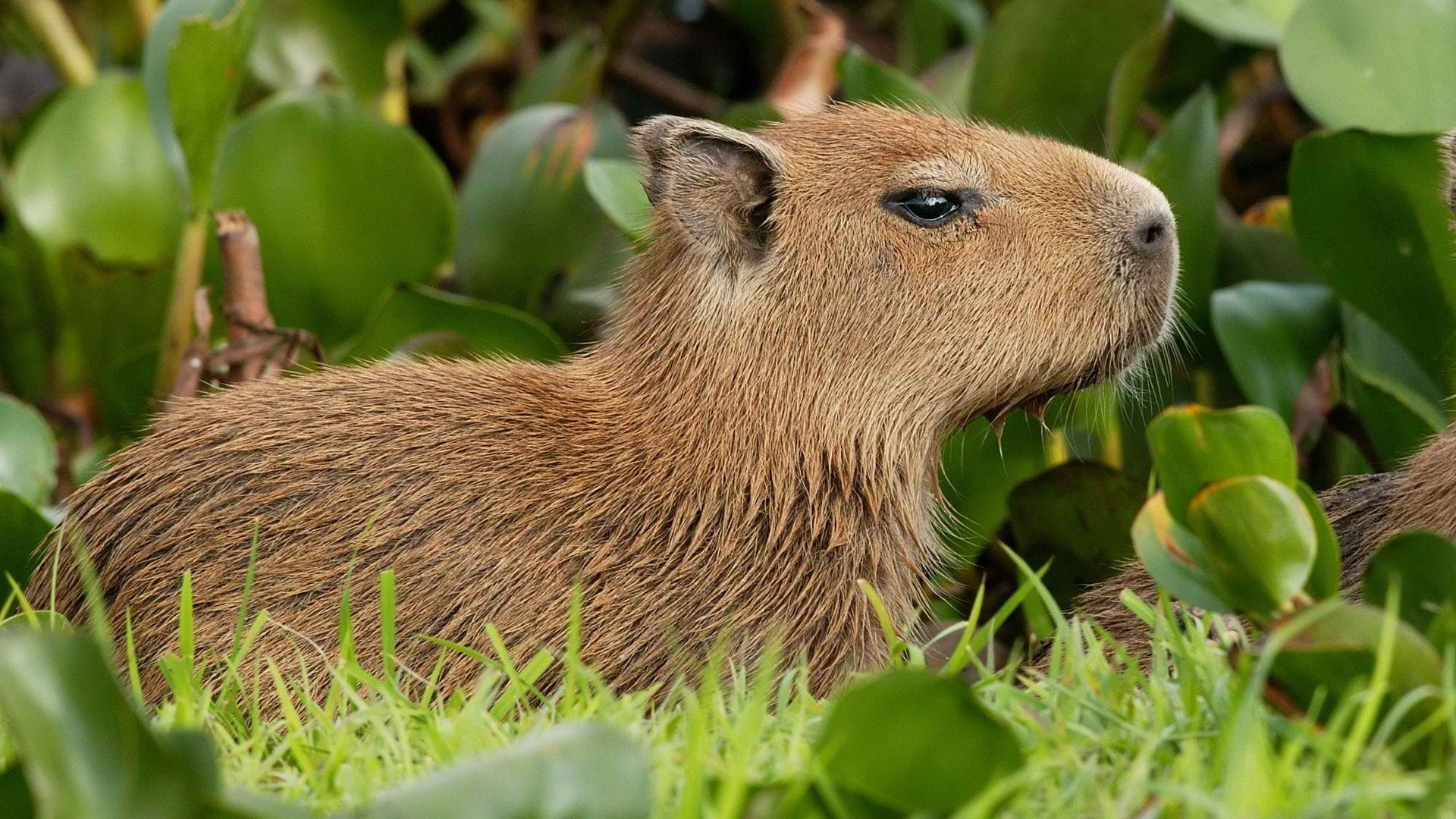 plant, outdoors, nature, vertebrate, animals in the wild, plant part, Capybara, portrait, mammal, close-up, 1080P, leaf, land, animal wildlife, no people, HD Wallpaper