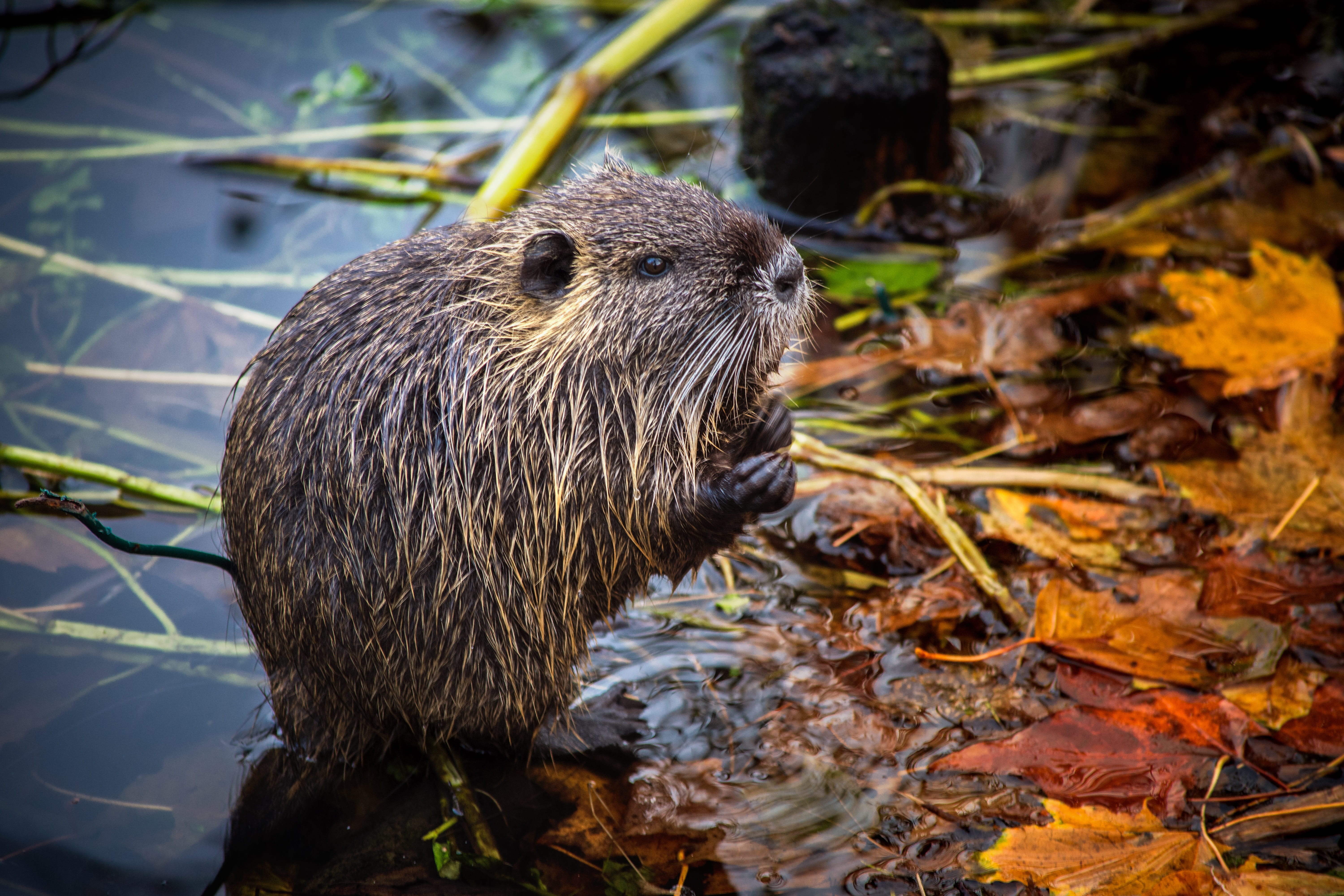 autumn, whisker, day, animal, pond, lake, water, plant part, one animal, animals in the wild, nature, vertebrate, outdoors, 5K, animal wildlife, no people, HD Wallpaper