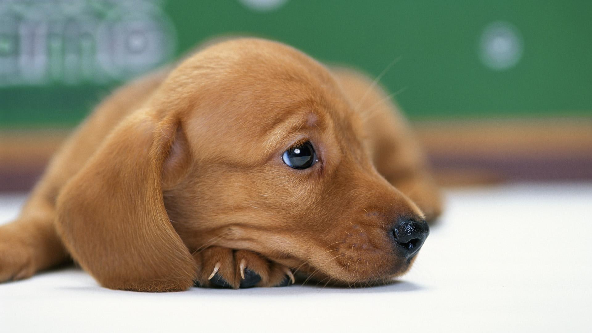 animals, 1080P, miniature, puppy, dachshund, beautiful, sweet, nice, cute, HD Wallpaper