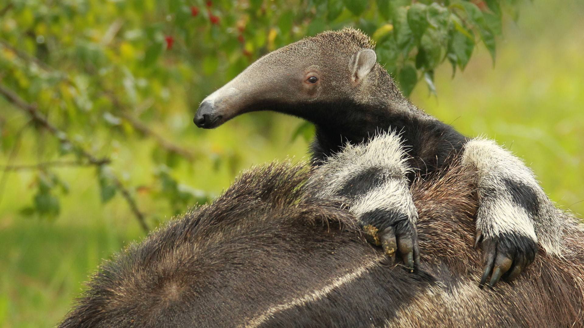 1080P, anteater, vermilingua, HD Wallpaper