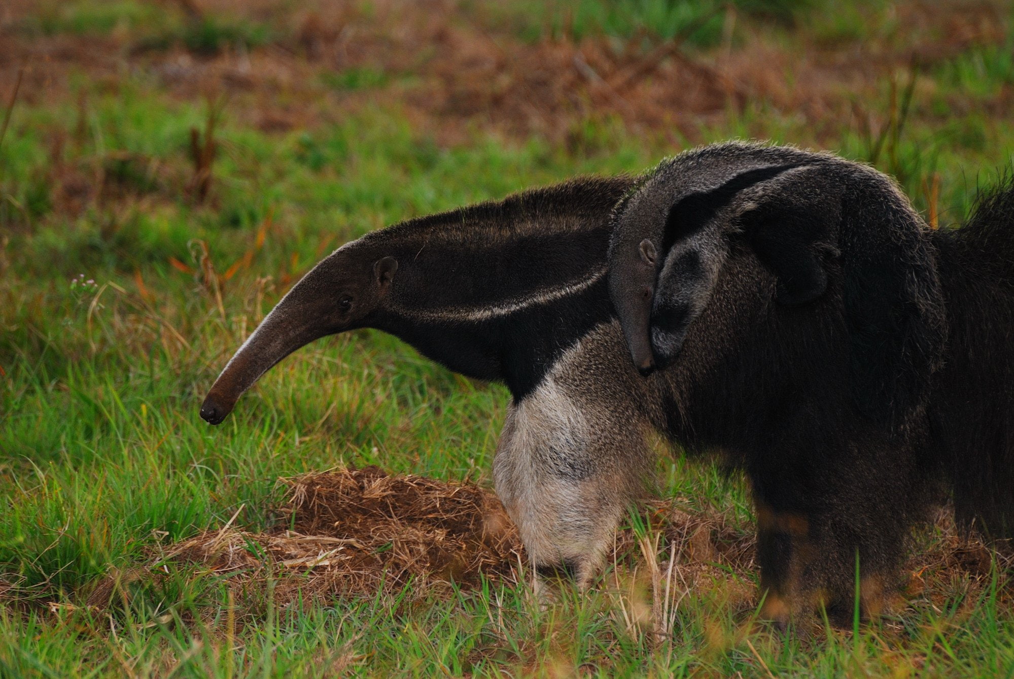 side view, mammal, vertebrate, no people, grass, herbivorous, animal wildlife, land, focus on foreground, field, Vermilingua, close-up, day, one animal, HD Wallpaper