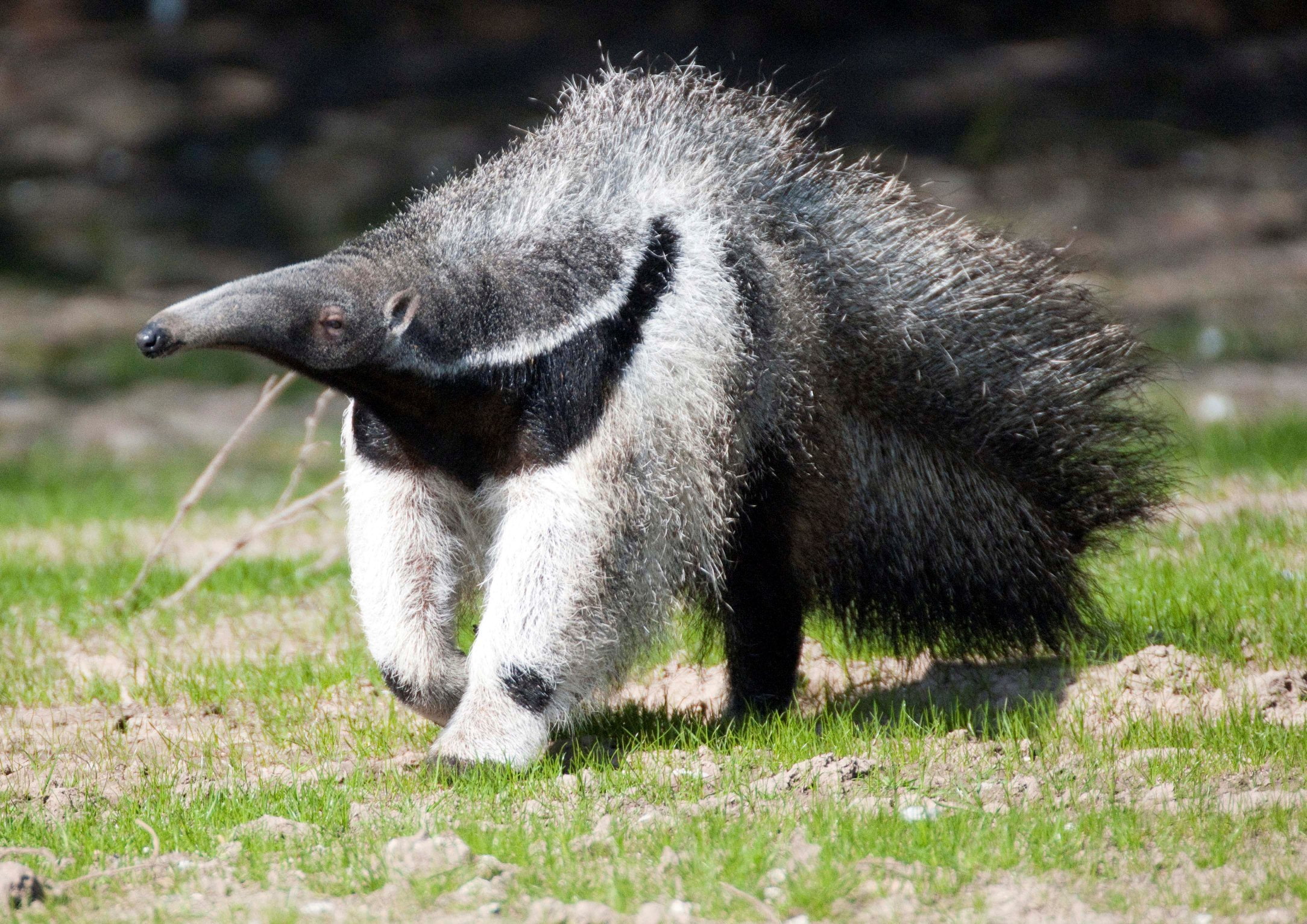 outdoors, land, day, animal wildlife, profile view, grass, anteater, animal hair, mammal, field, Vermilingua, nature, no people, animals in the wild, close-up, HD Wallpaper