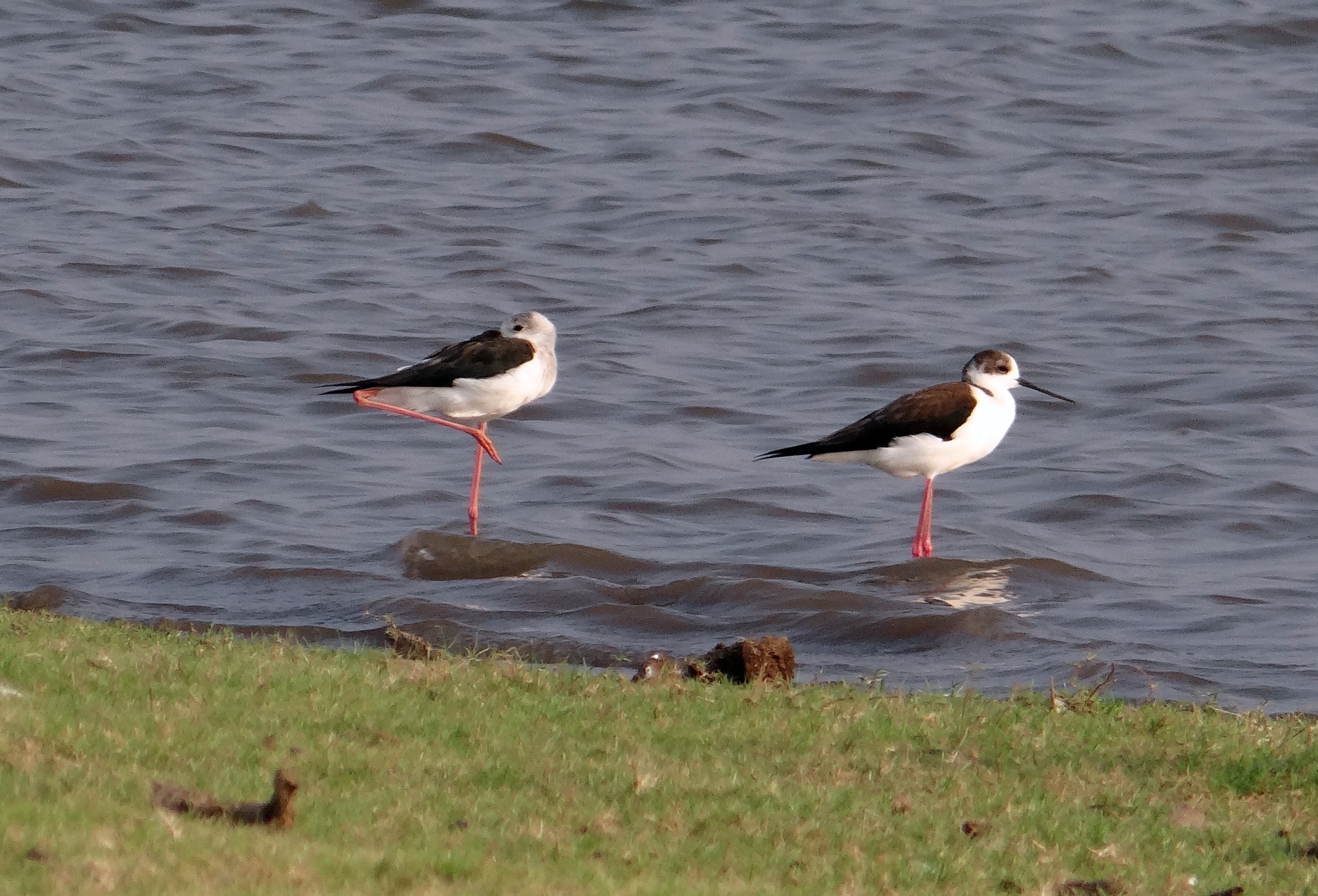 animal themes, seagull, animals in the wild, bird, beach, pied stilt, black-winged stilt, sea, land, outdoors, common stilt, group of animals, water, wader, HD Wallpaper