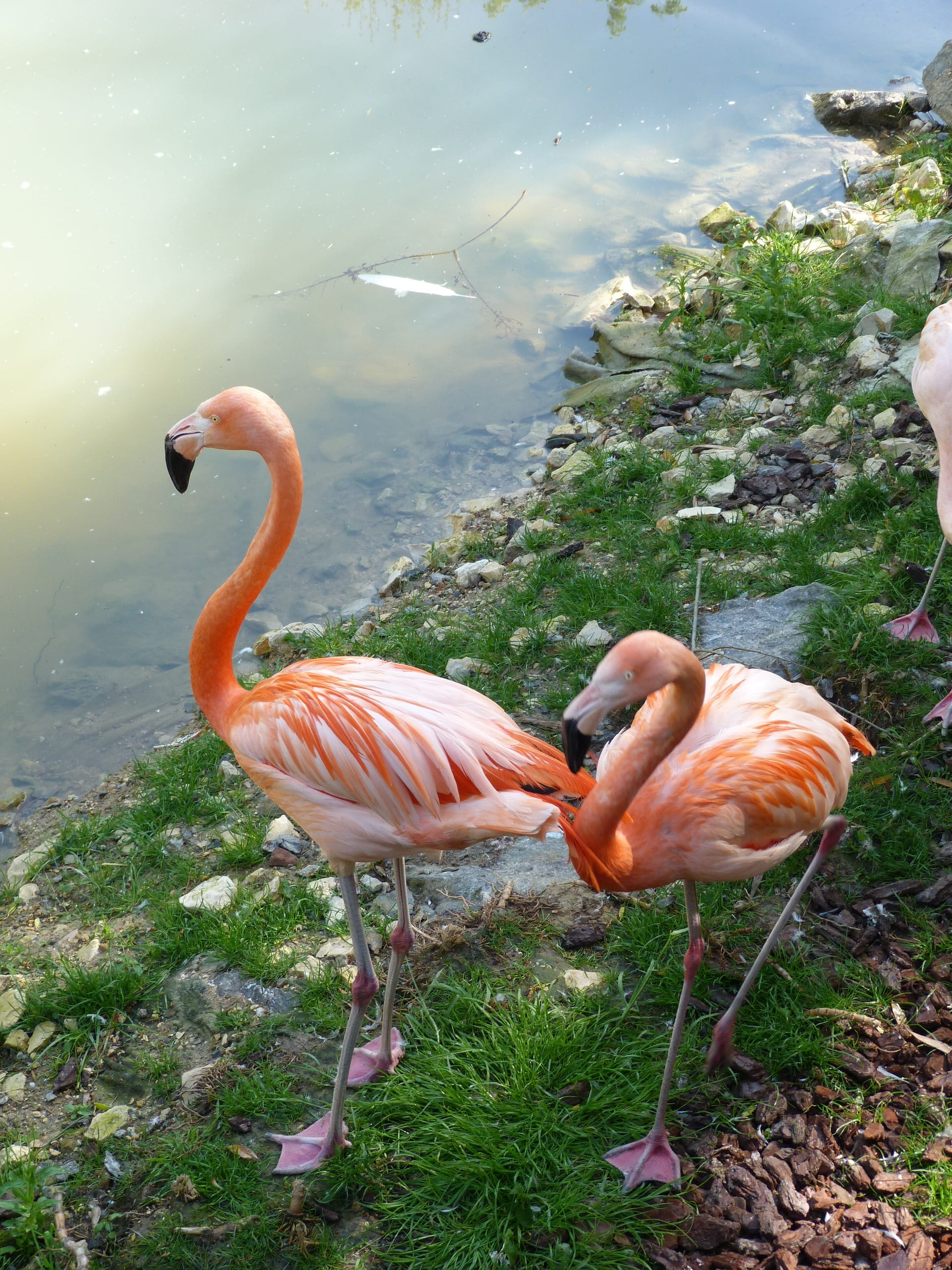 group of animals, no people, animals in the wild, 2K, flamingo, pink color, lake, high angle view, animal wildlife, animal family, zoology, fauna, beauty in nature, Phone HD Wallpaper