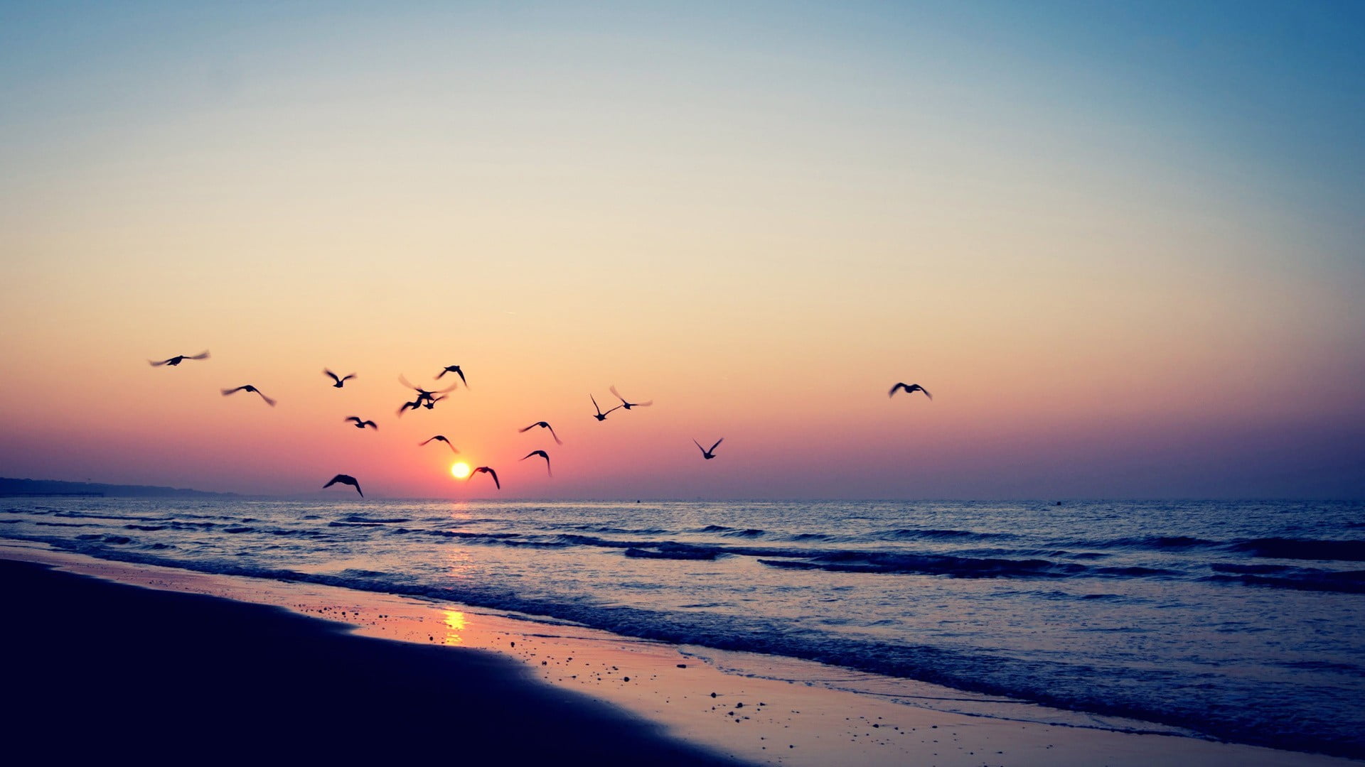 sea, birds, beach, horizon over water, flock of birds, animal, flying, sunlight, animal themes, scenics - nature, land, sunset, animals in the wild, 1080P, HD Wallpaper