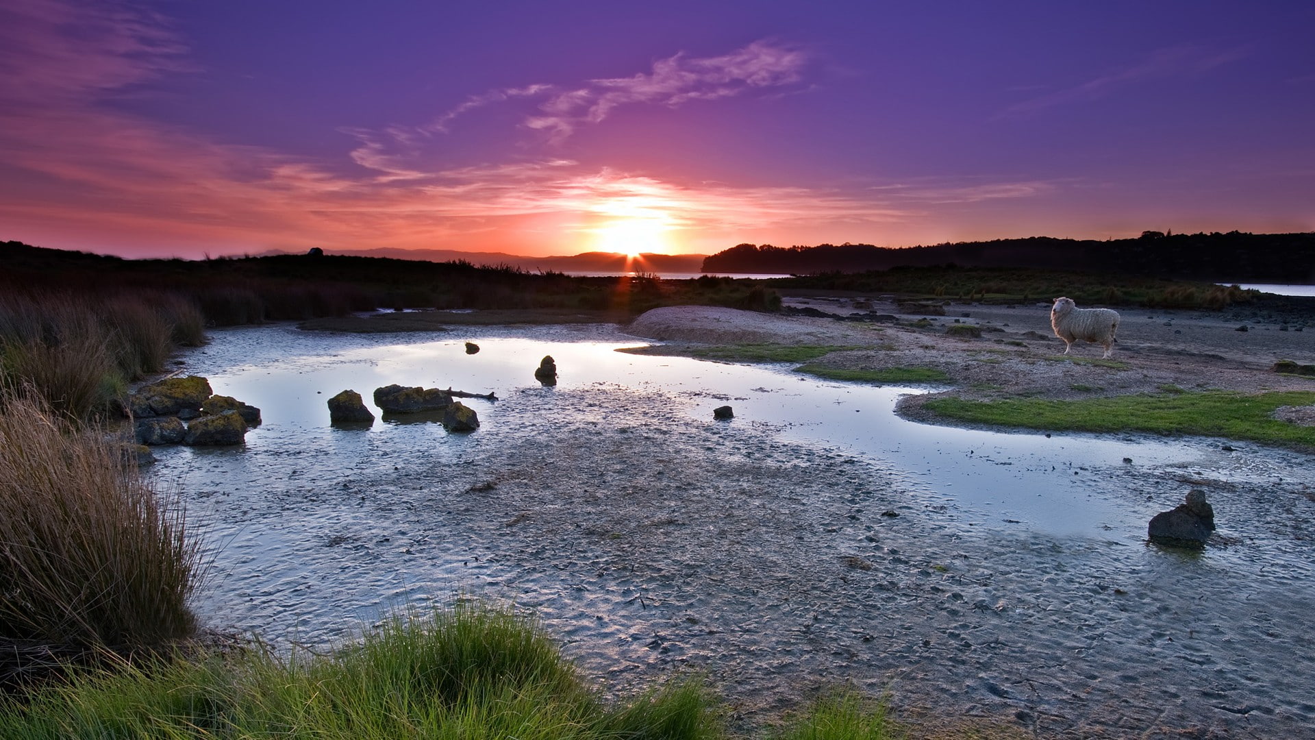 river, sunset, 1080P, sheep, nature, pond, landscape, HD Wallpaper