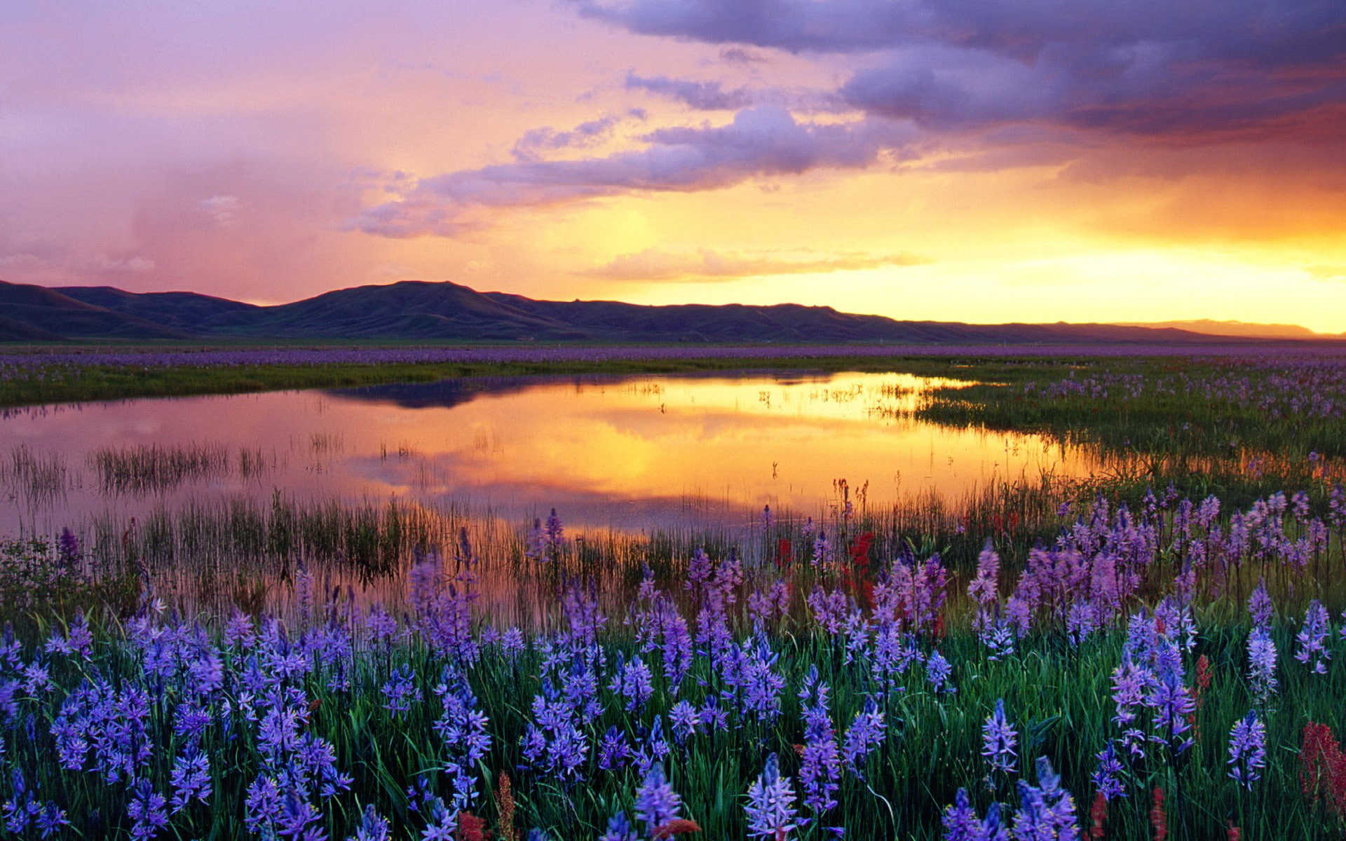 plant, flower, growth, water, beauty in nature, outdoors, flowerbed, tranquility, pond, sky, flowers, landscape, reflection, scenics - nature, 1080P, sunset, HD Wallpaper
