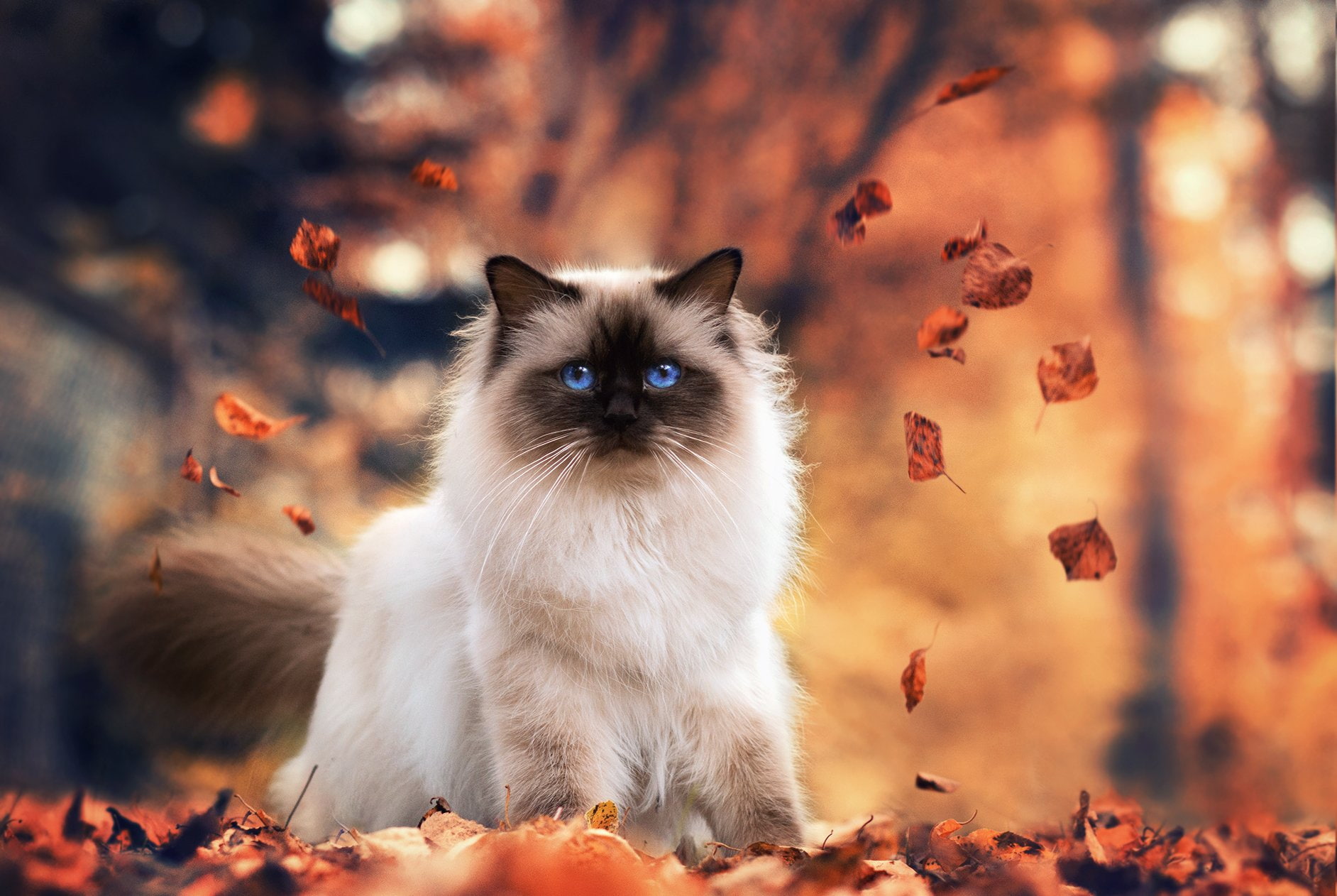 Blue Eyes, Animal, Cats, 720P, Himalayan Cat, Cat, HD Wallpaper