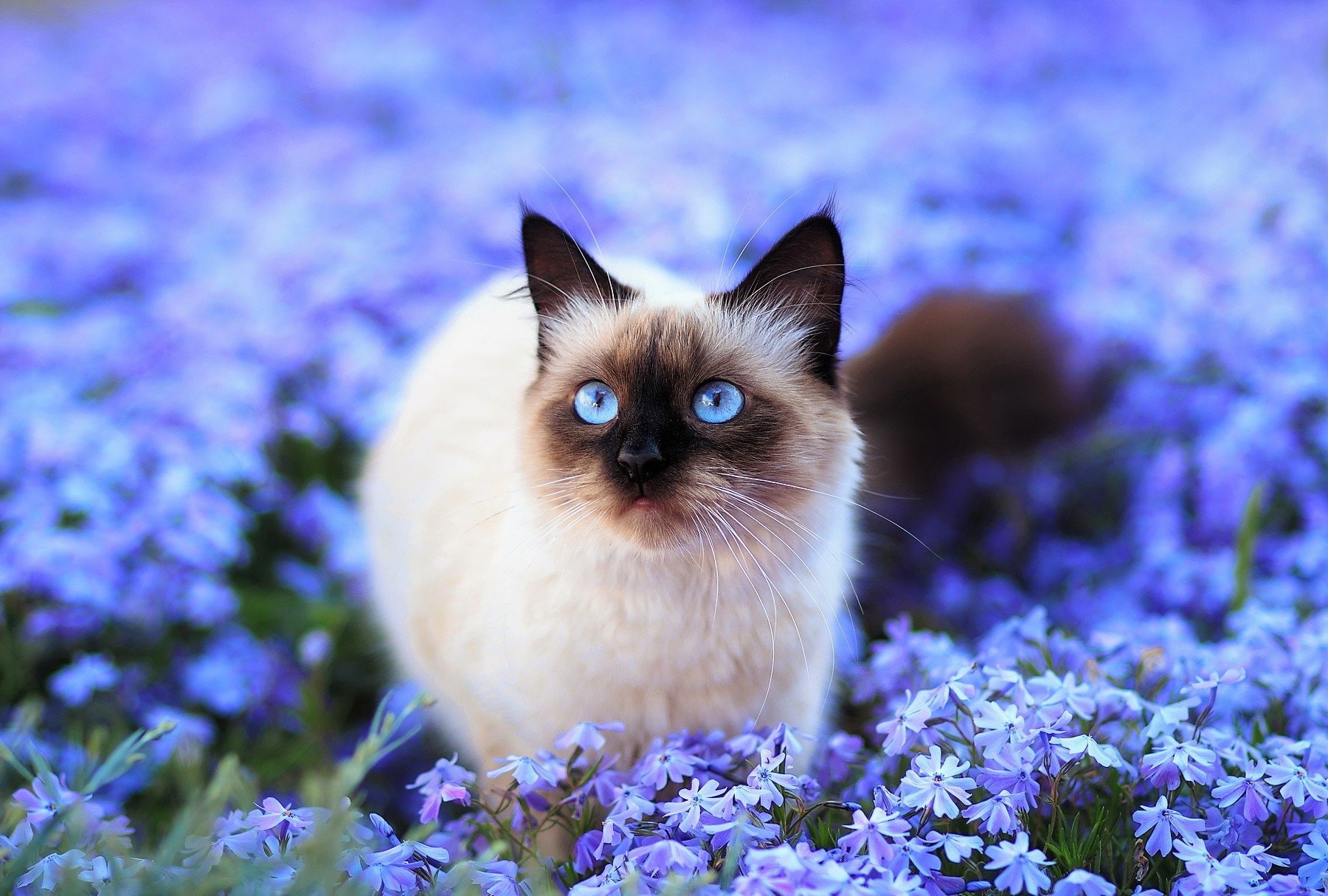 Blue Flower, Blur, Himalayan Cat, Cute, Flower, 720P, Cat, Cats, Blue Eyes, Animal, Field, HD Wallpaper