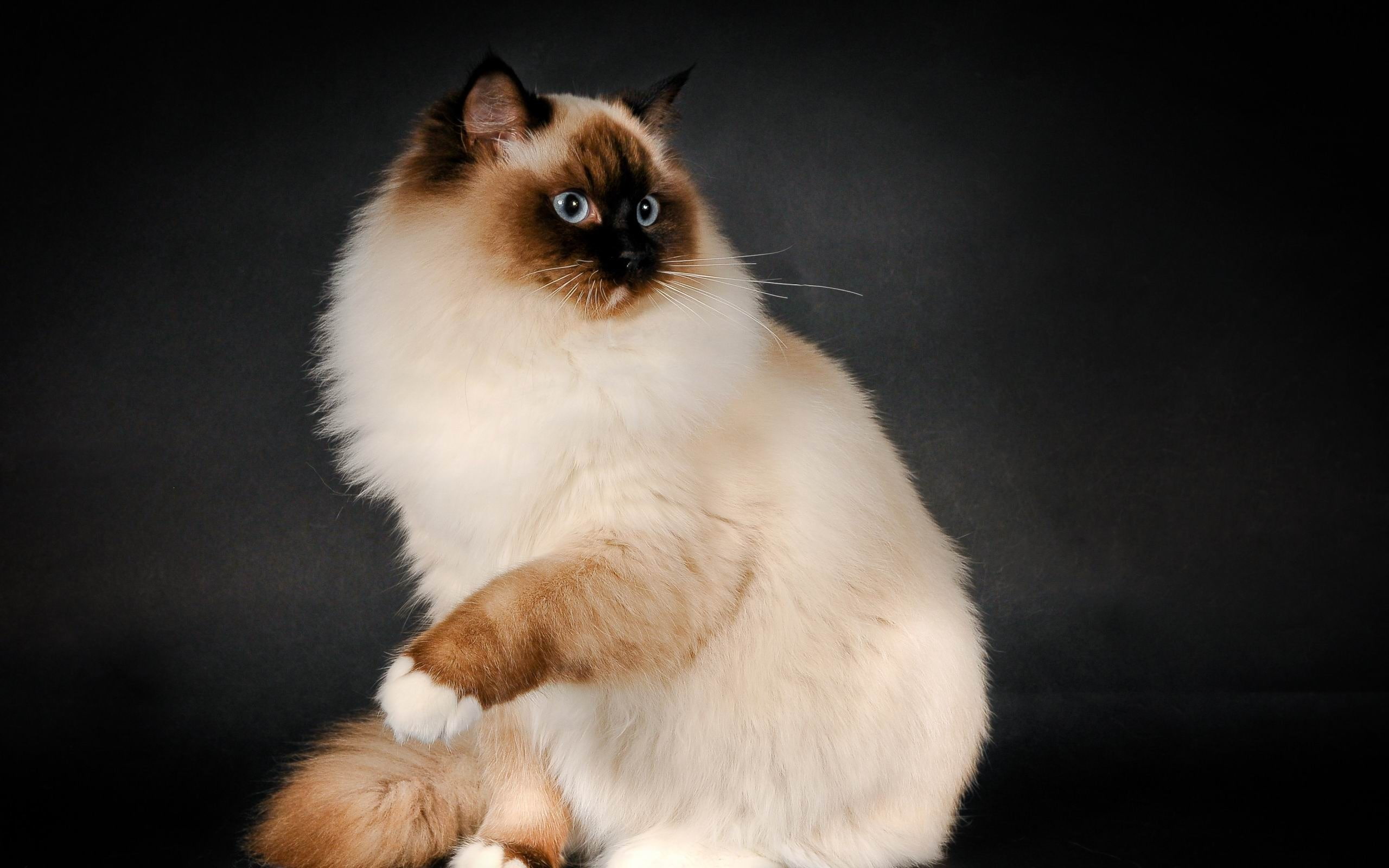 photo, animal themes, contemplation, whisker, white, pets, no people, persian cat, cat, studio shot, vertebrate, mammal, one animal, domestic animals, HD Wallpaper