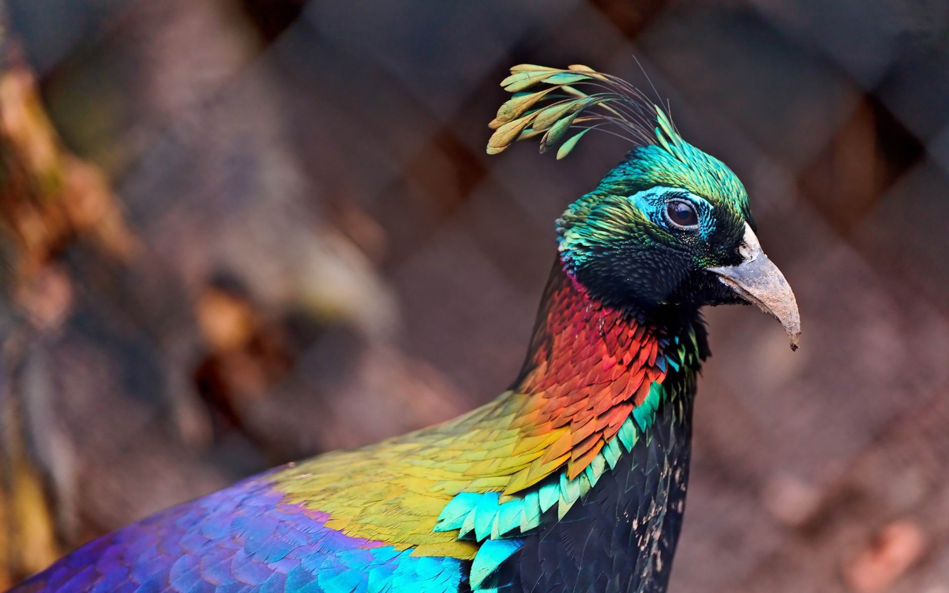 animal, himalayan, peacock, bird, animal head, animal wildlife, vertebrate, one animal, 1080P, multi colored, focus on foreground, animals crest, wallpape, HD Wallpaper