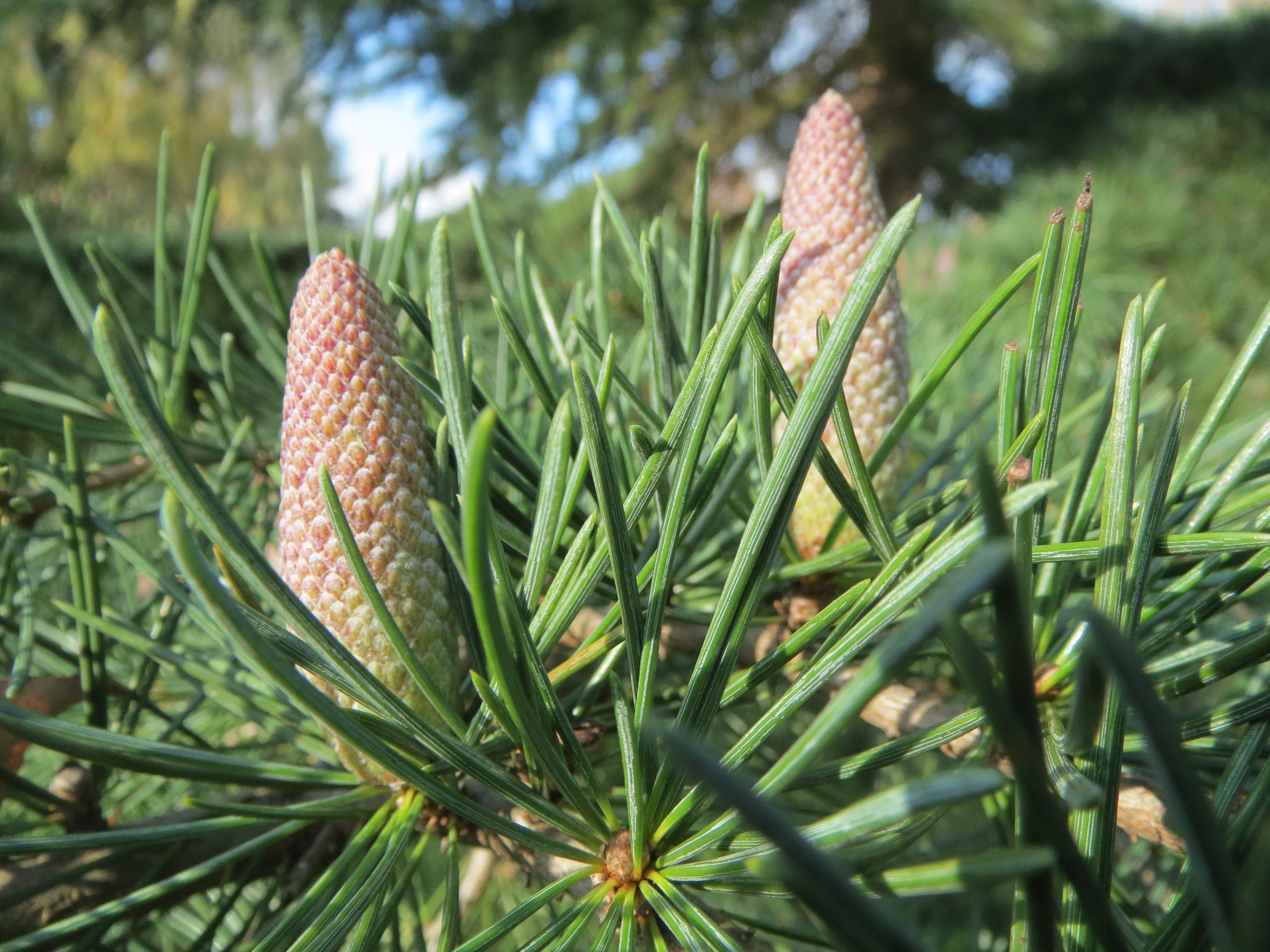 conifer, focus on foreground, field, flora, growth, botany, close-up, green color, sunlight, tree, selective focus, coniferous tree, 2K, day, deodar, deodar cedar, HD Wallpaper