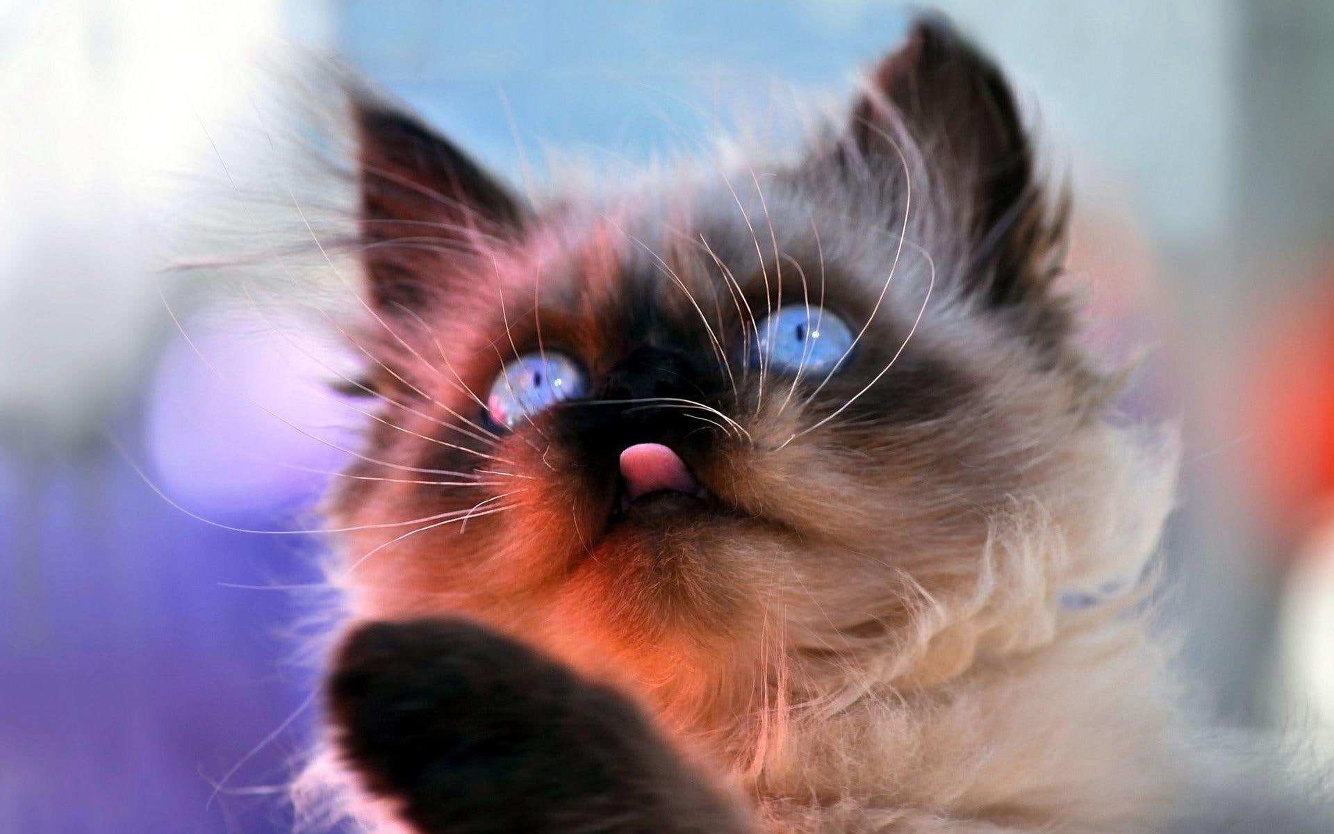 cat, kitten, animals, gorgeous, himalayan, 1920x1200, 1080P, HD Wallpaper