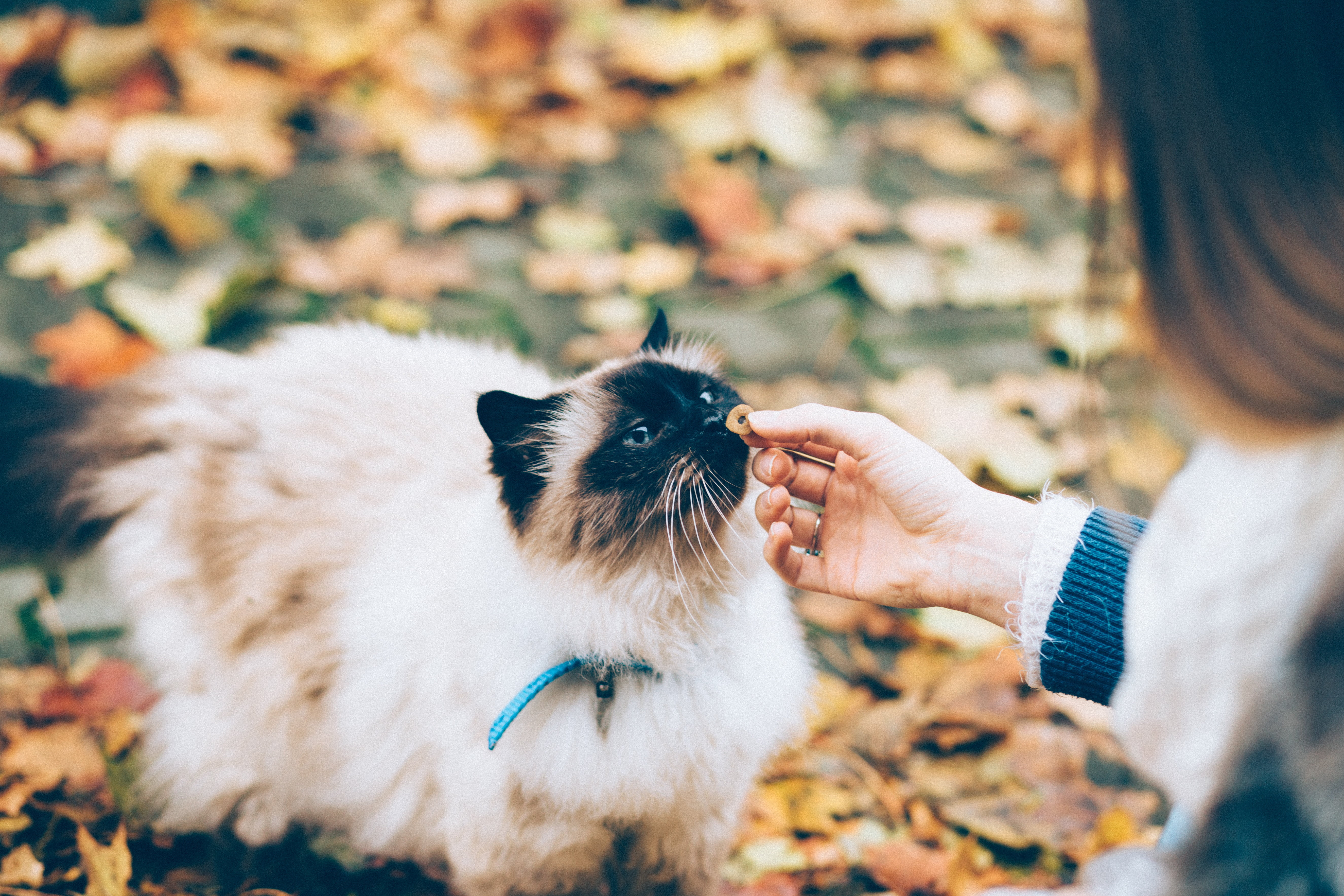 canine, leaf, himalayan, one animal, real people, mammal, domestic, small, cat, human hand, plant part, hairstyle, dog, 5K, women, hair, holding, adult, HD Wallpaper