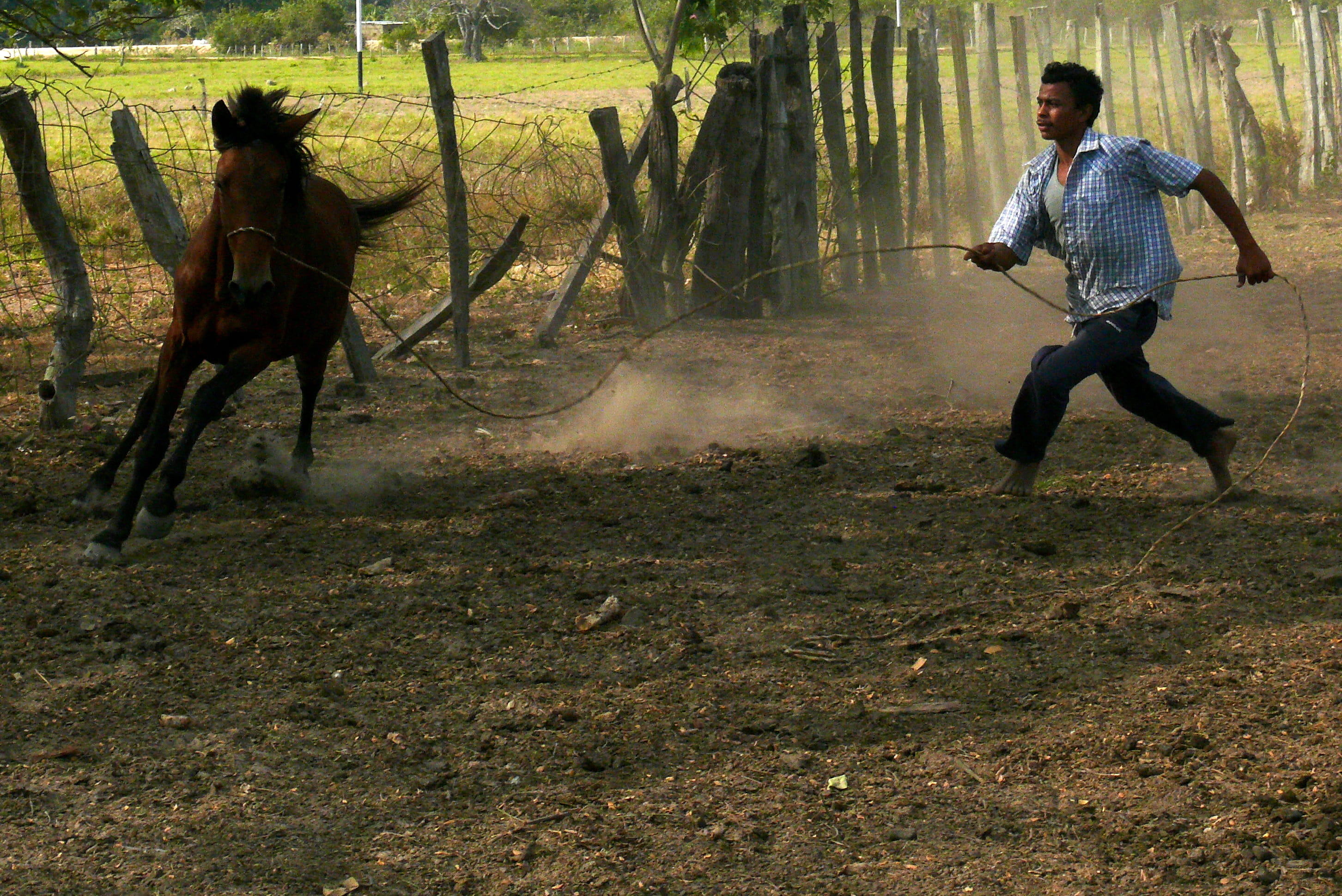running, domestic animals, full length, one person, mid-air, venezuela, horse, lifestyles, la trinidad de orichuna, outdoors, field, 2K, tree, motion, HD Wallpaper