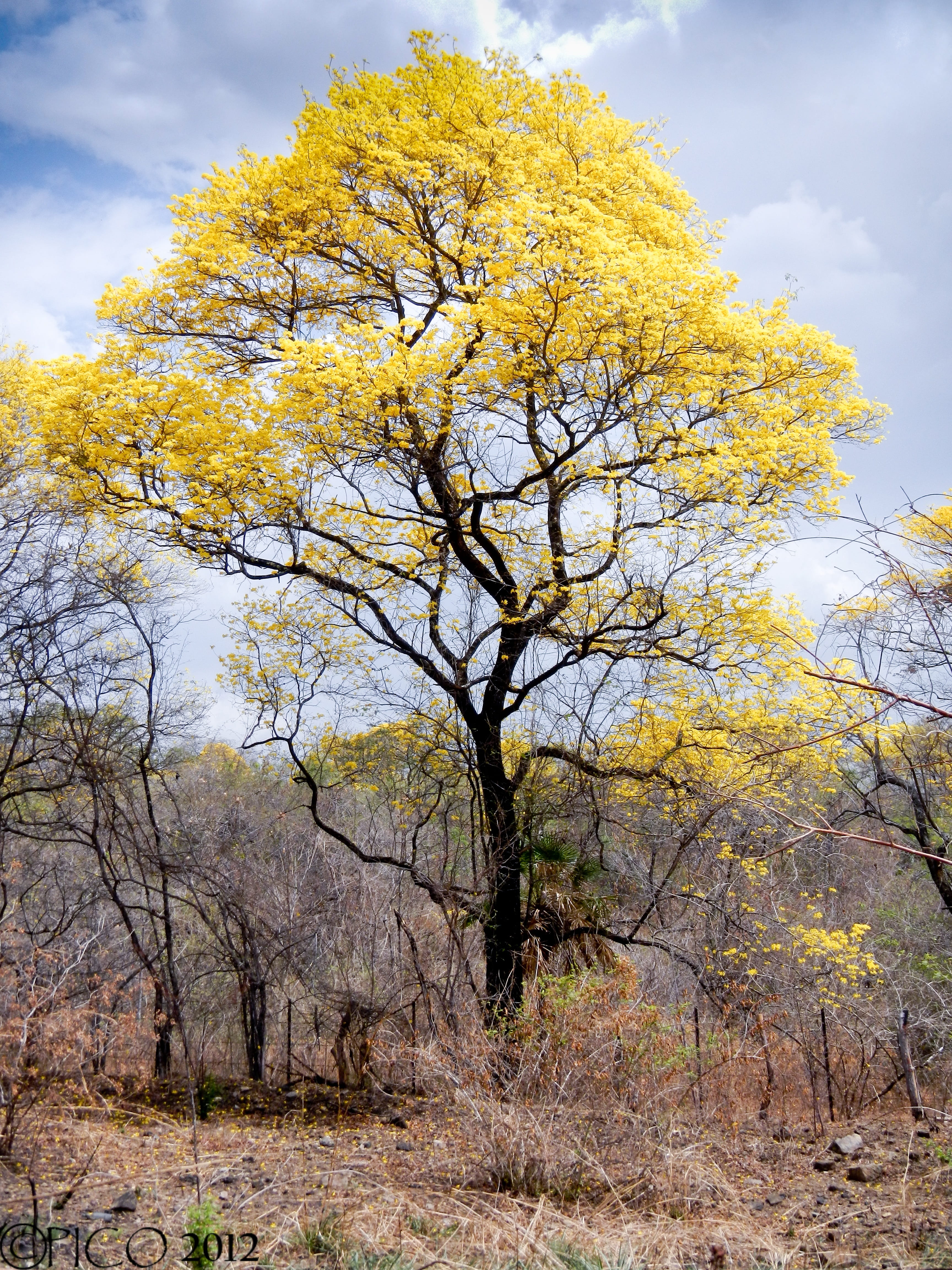 tranquil scene, outdoors, yellow, land, Venezuela, plant, nature, Araguaney, beauty in nature, no people, cloud - sky, branch, low angle view, Landscape, Phone HD Wallpaper