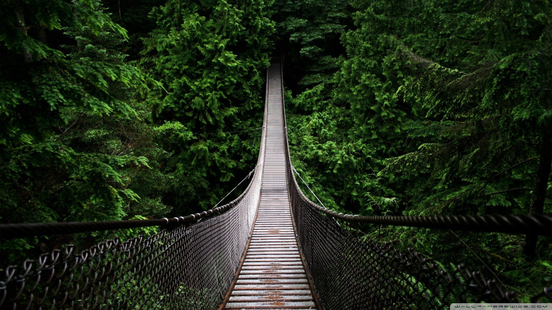 nature, Venezuela, trees, green, 1080P, forest, landscape, vintage, bridge, HD Wallpaper