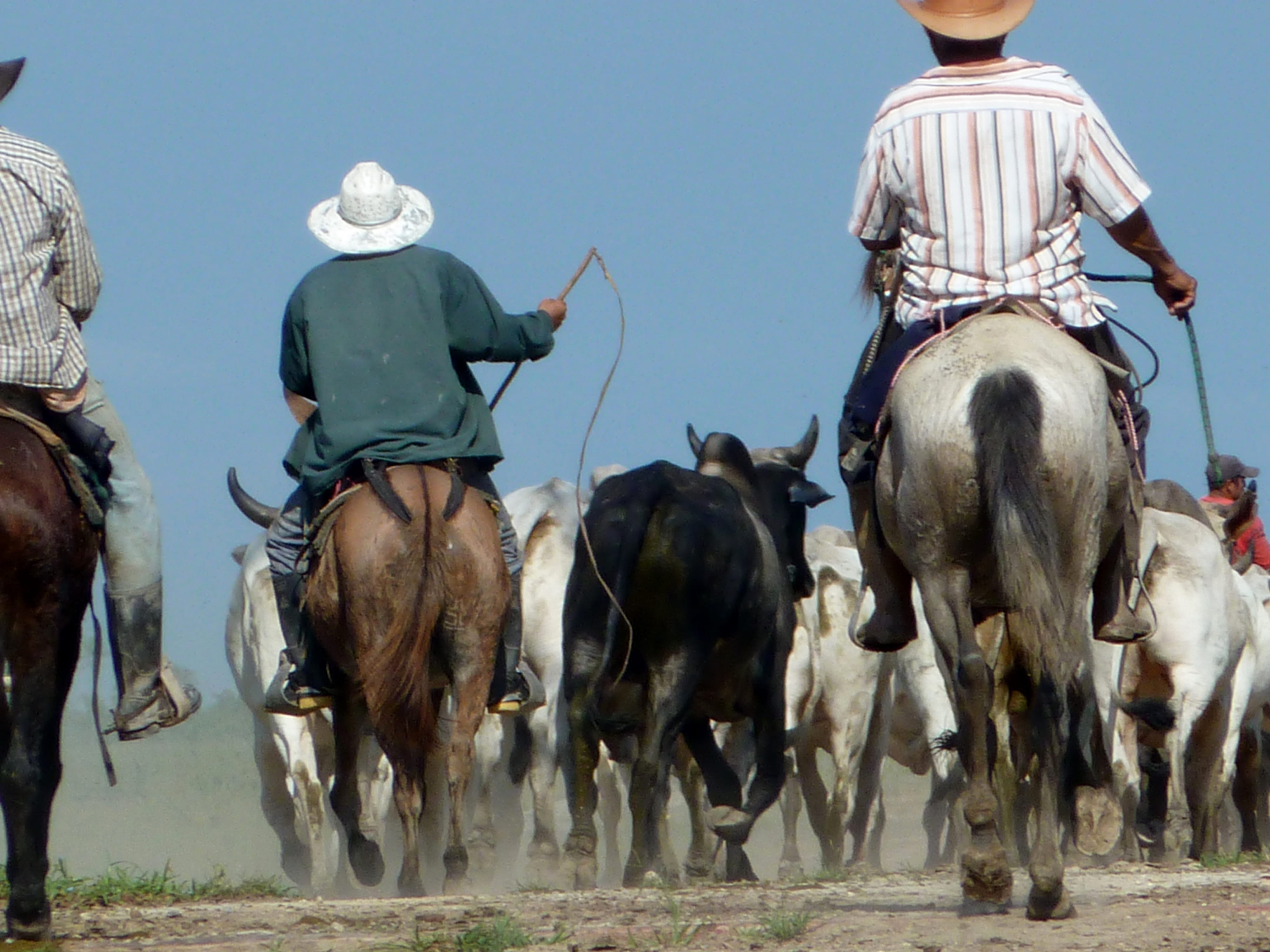 real people, 4K, mammal, venezuela, horseback riding, domestic, group of animals, cowboy, vertebrate, cow, working animal, group of people, herbivorous, HD Wallpaper