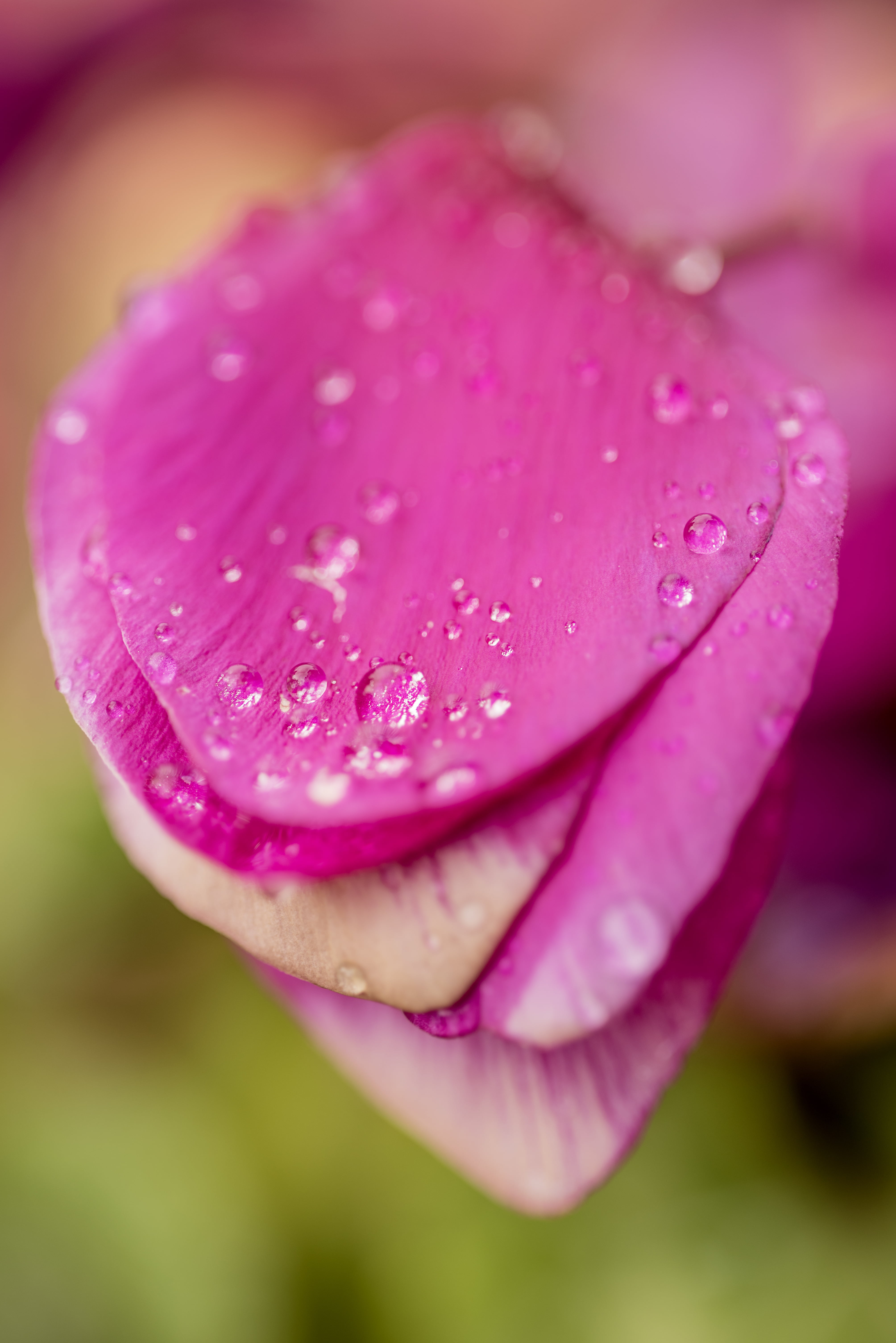 Nikon D750, Rosa, Sigma, flower, macro, summer, pink Color, springtime, beauty In Nature, nature, flower Head, rose  water, Jaén, Aguada, photography, agua, Phone HD Wallpaper