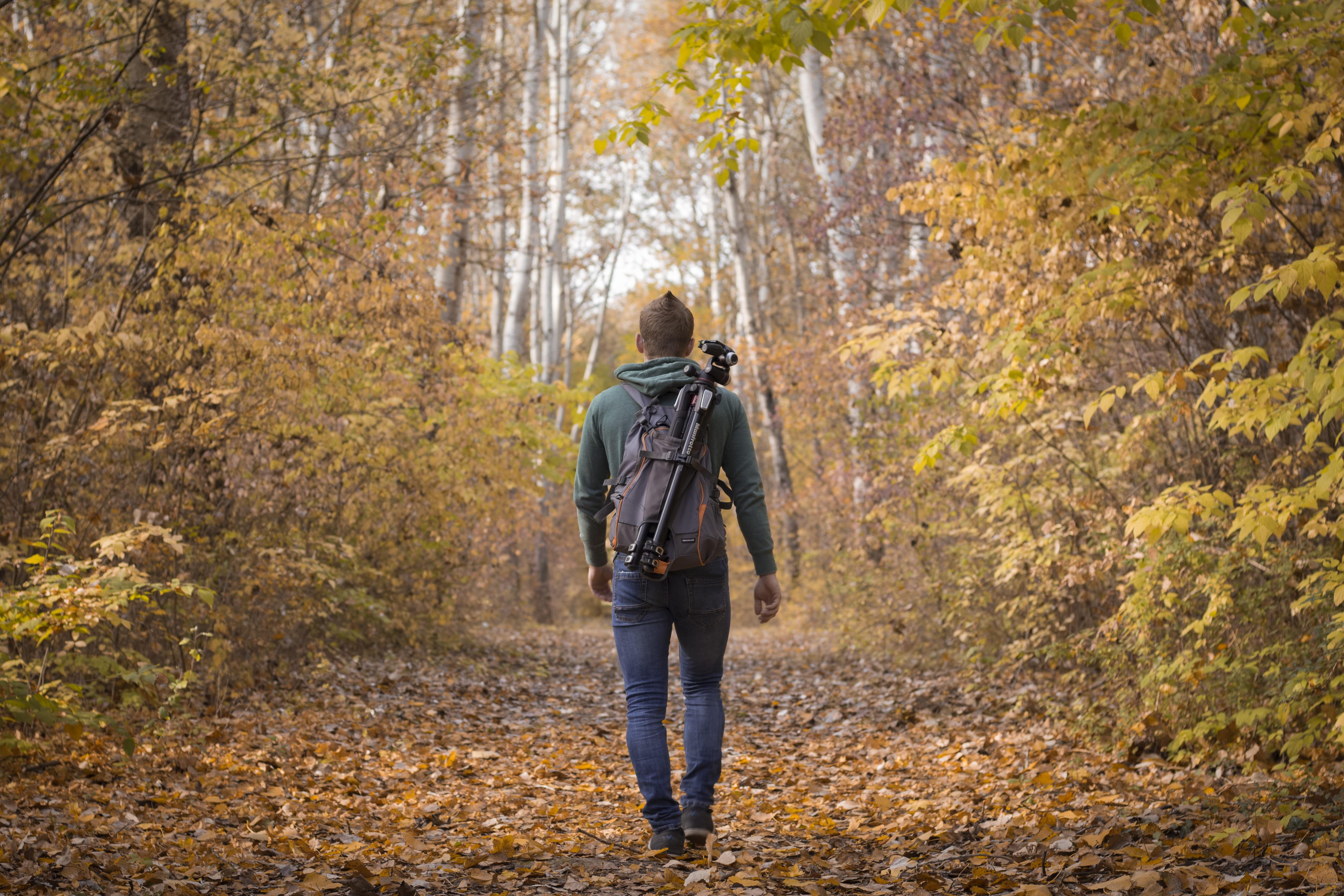 color, cullman, leaf, day, plant, adult, tree, manfrotto, rear view, clothing, one person, brown, change, magyar, kecskemét, trees, alone, hungarianboy, HD Wallpaper