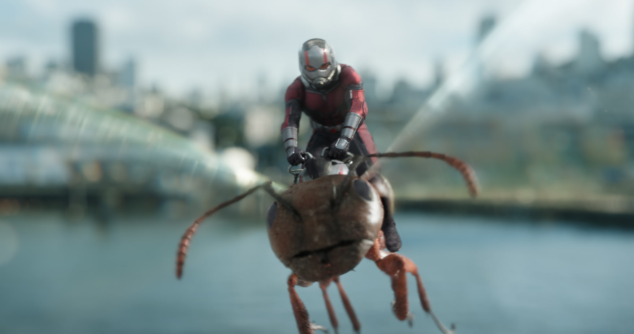 wasp, man, 1080P, riding, ant, HD Wallpaper