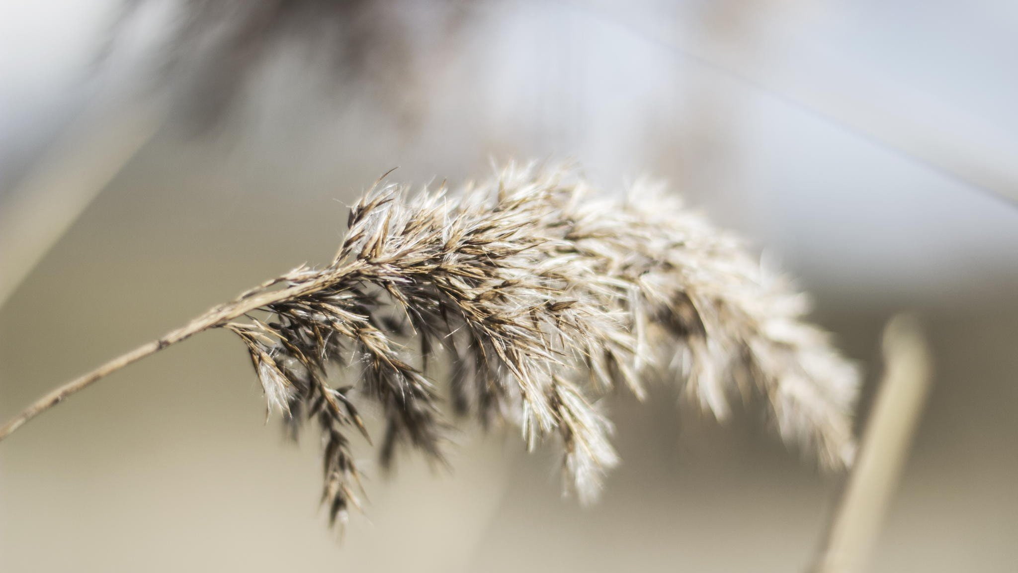 growth, dried plant, 1080P, wheat, no people, agriculture, px, white color, beauty in nature, leaves, focus on foreground, depth of field, field, hd, macro, HD Wallpaper